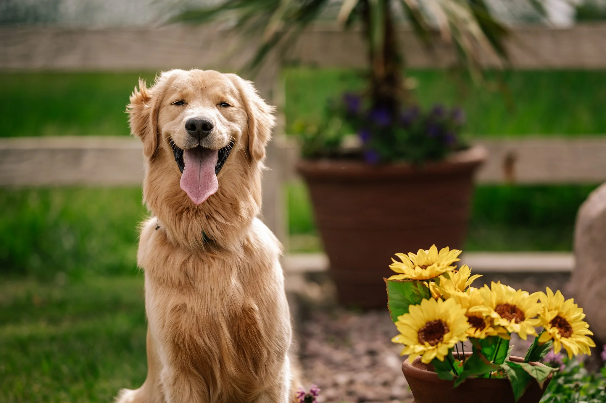 Golden retriever dog sitting outdoors next to a pot of yellow flowers in a garden.
