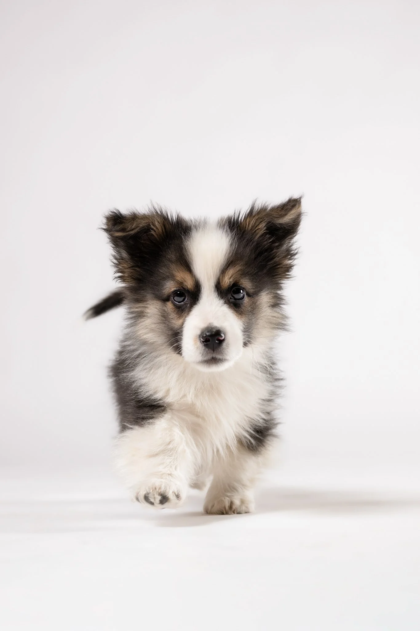 A cute puppy with a fluffy coat, black, white, and tan fur, running towards the camera on a white background.
