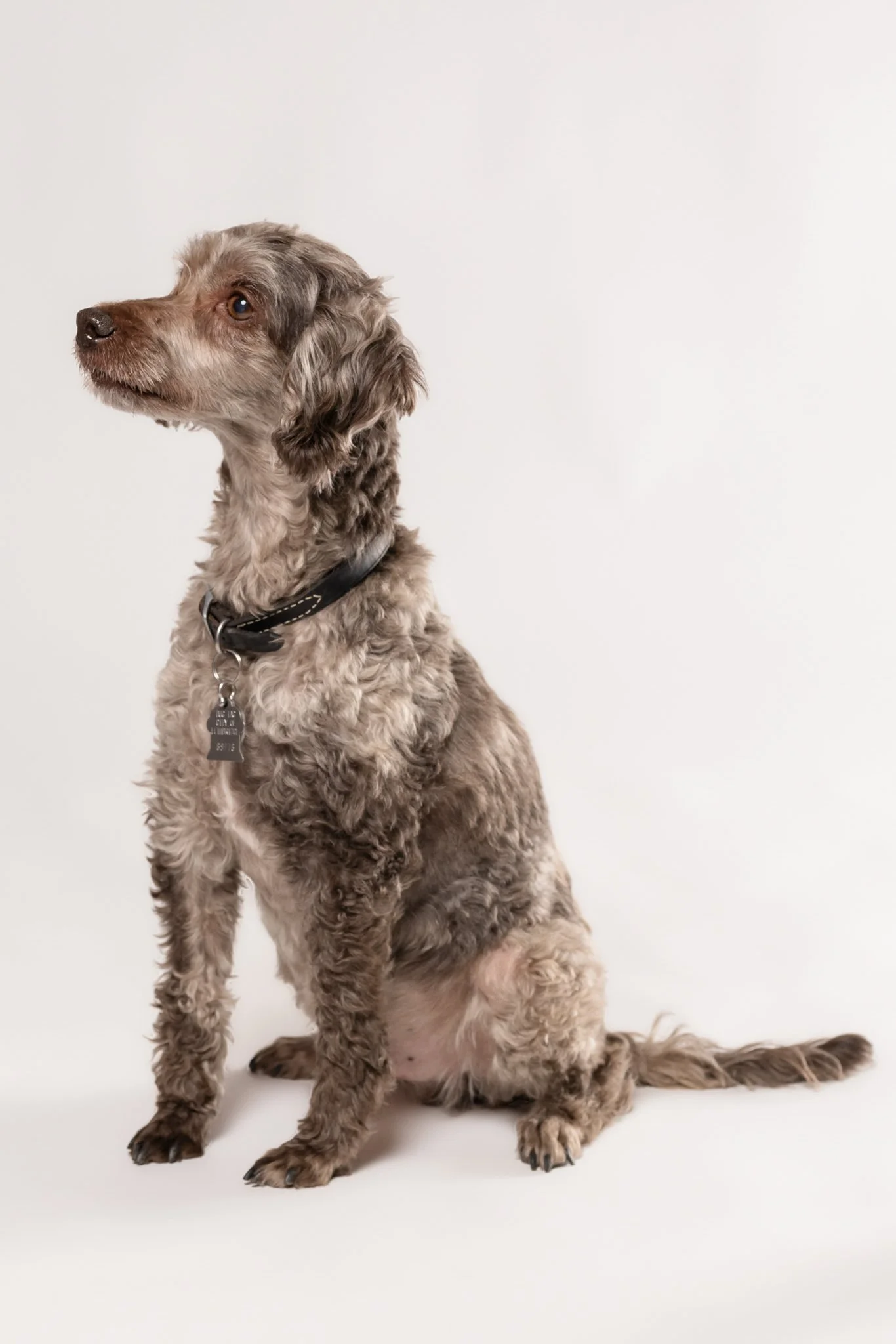 A sitting dogs with curly fur on a white background.