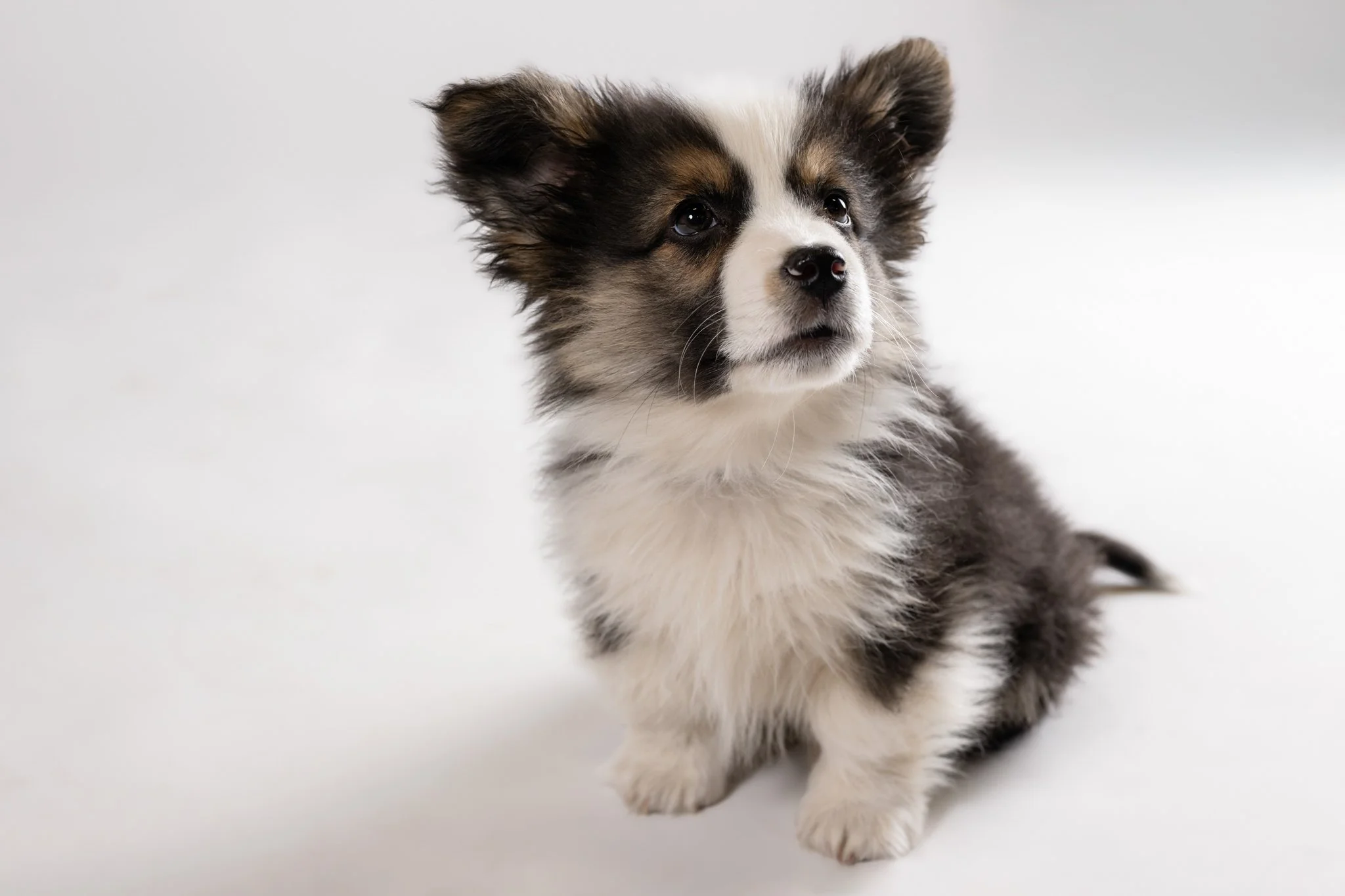 Cute black, white, and brown Australian Shepherd puppy sitting on a white background