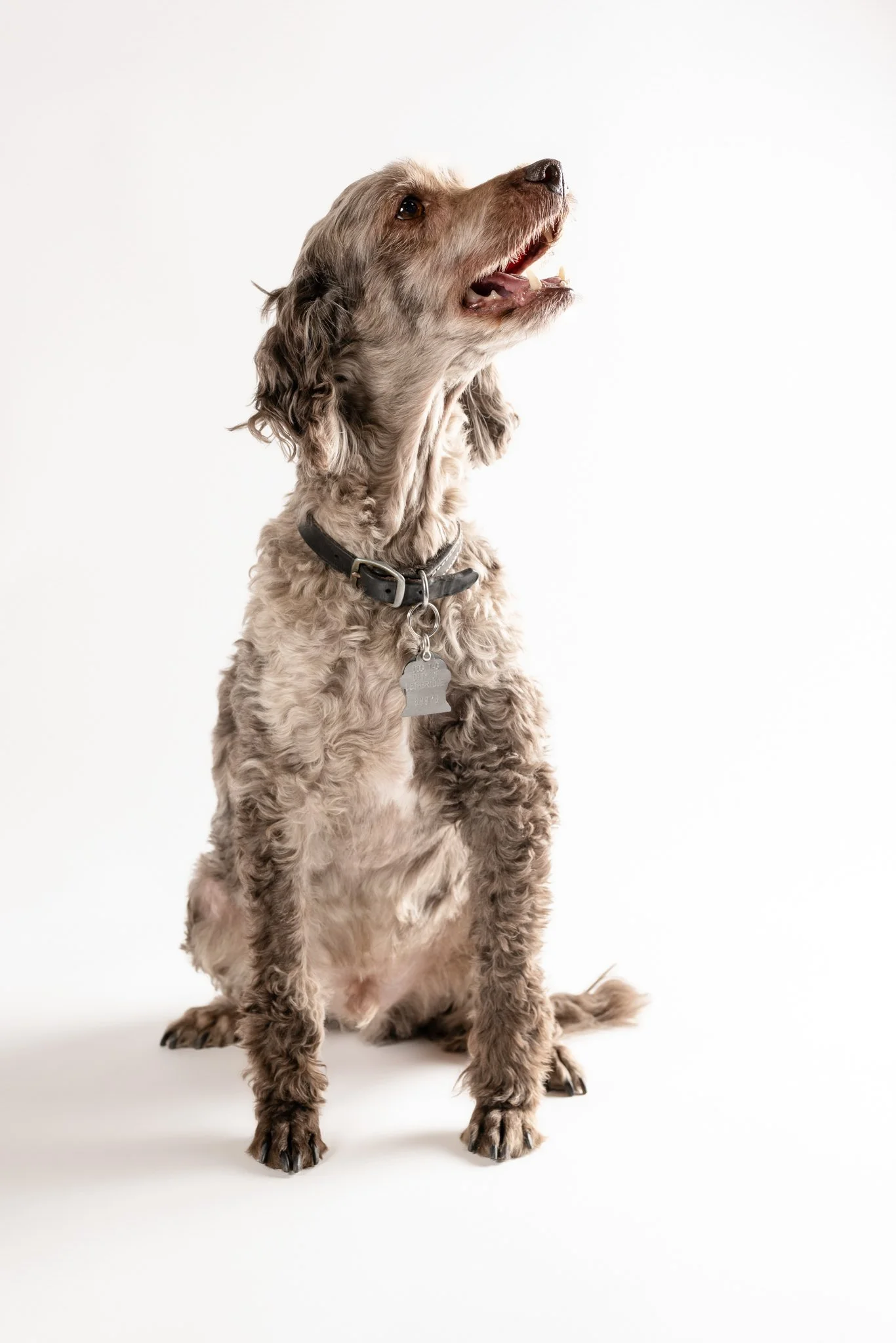 A seated dog with curly fur, wearing a collar with a tag, looking upward against a plain white background.