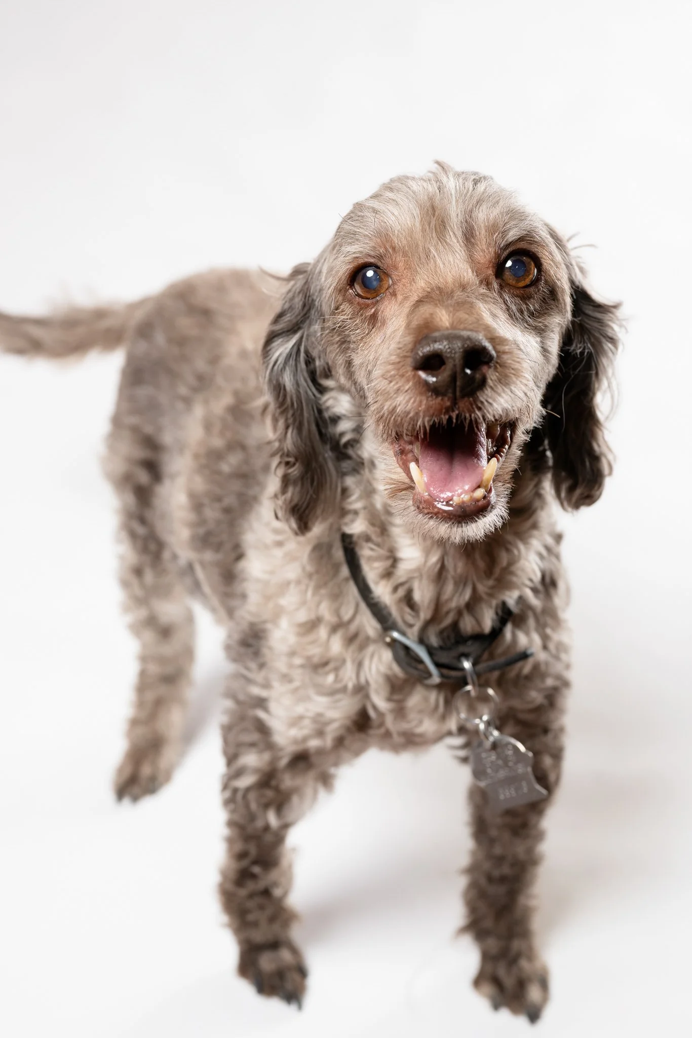 A happy, smiling dog with curly, brown fur, wearing a black collar with a silver tag, standing on a white background.