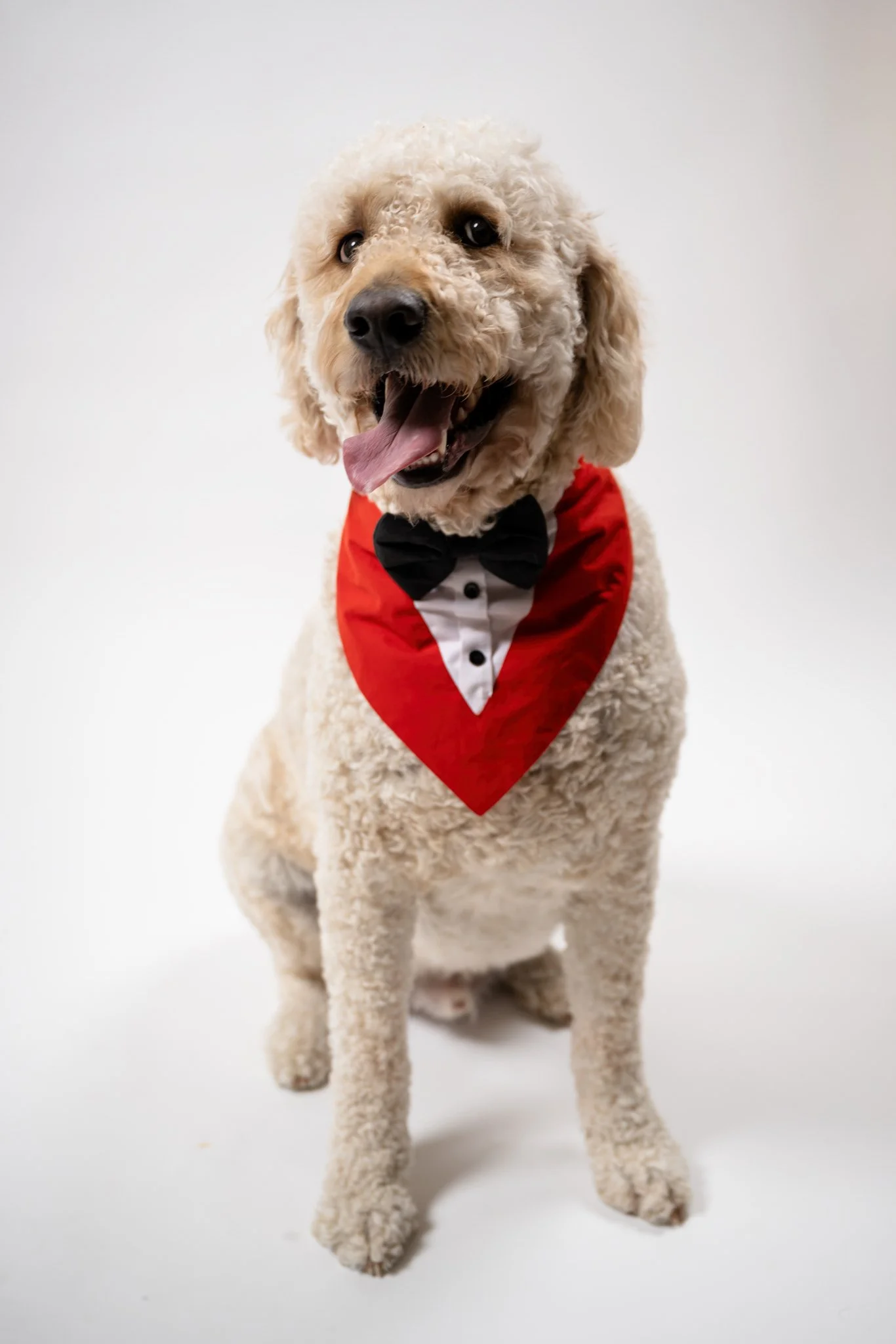 A happy dog wearing a tuxedo and bow tie, sitting against a plain white background.