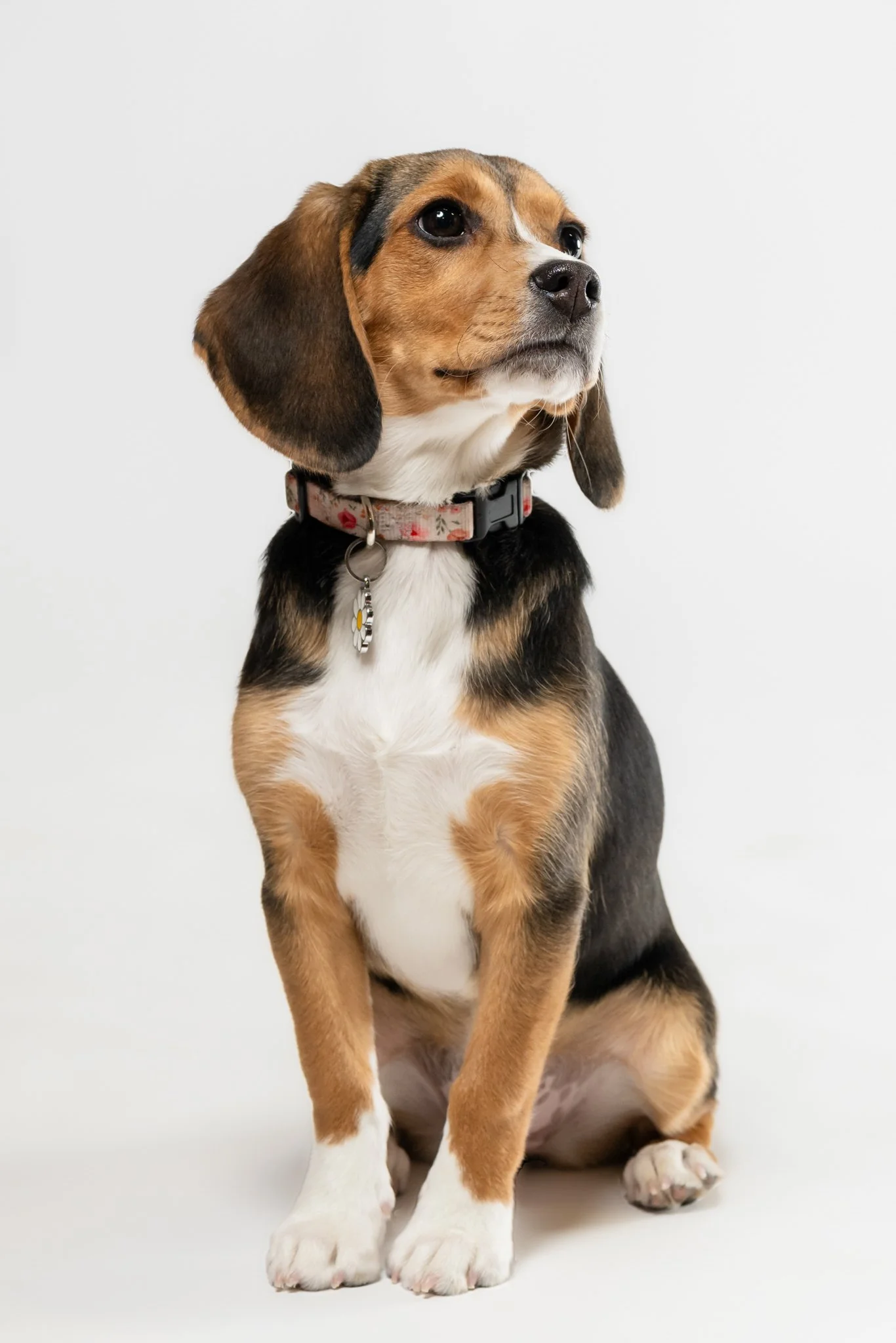 Sitting tricolor beagle puppy with floppy ears and a pink collar, looking to the side against a white background.