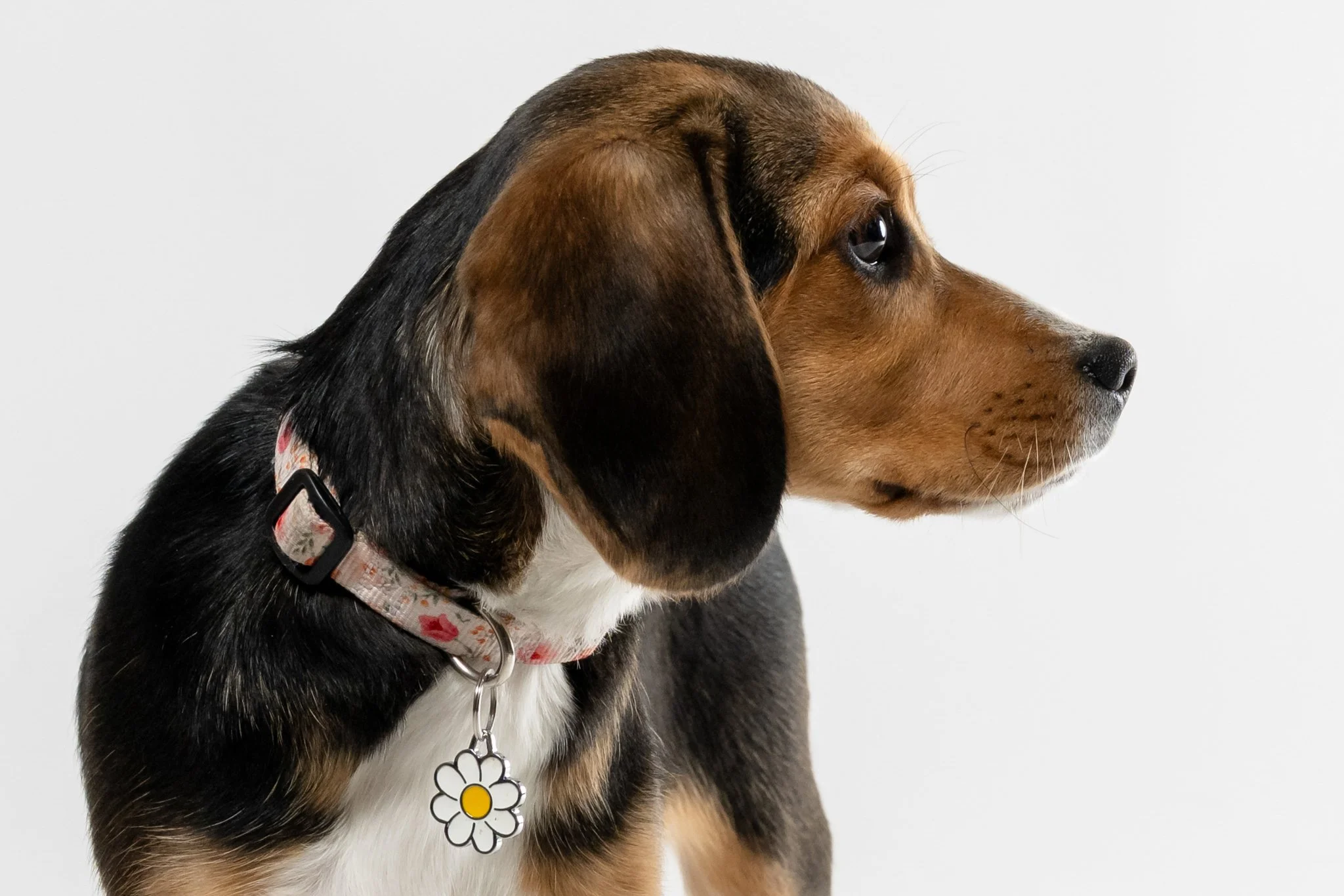 Side profile of a beagle puppy with a flower-shaped dog tag on a floral collar, against a plain white background.