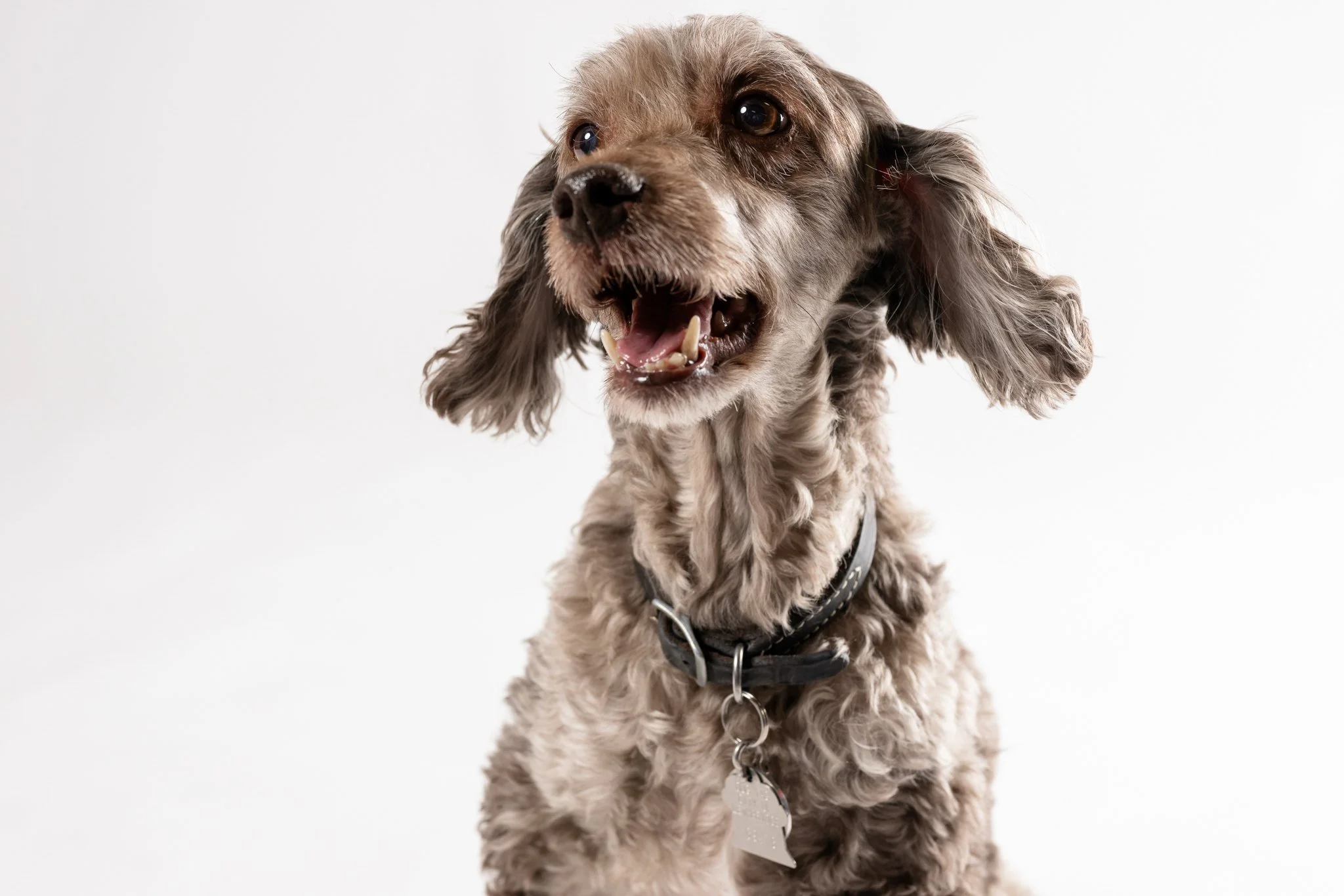 A cute, happy brown curly-haired dog with floppy ears, smiling with teeth visible, wearing a black collar with a silver tag, against a plain white background.