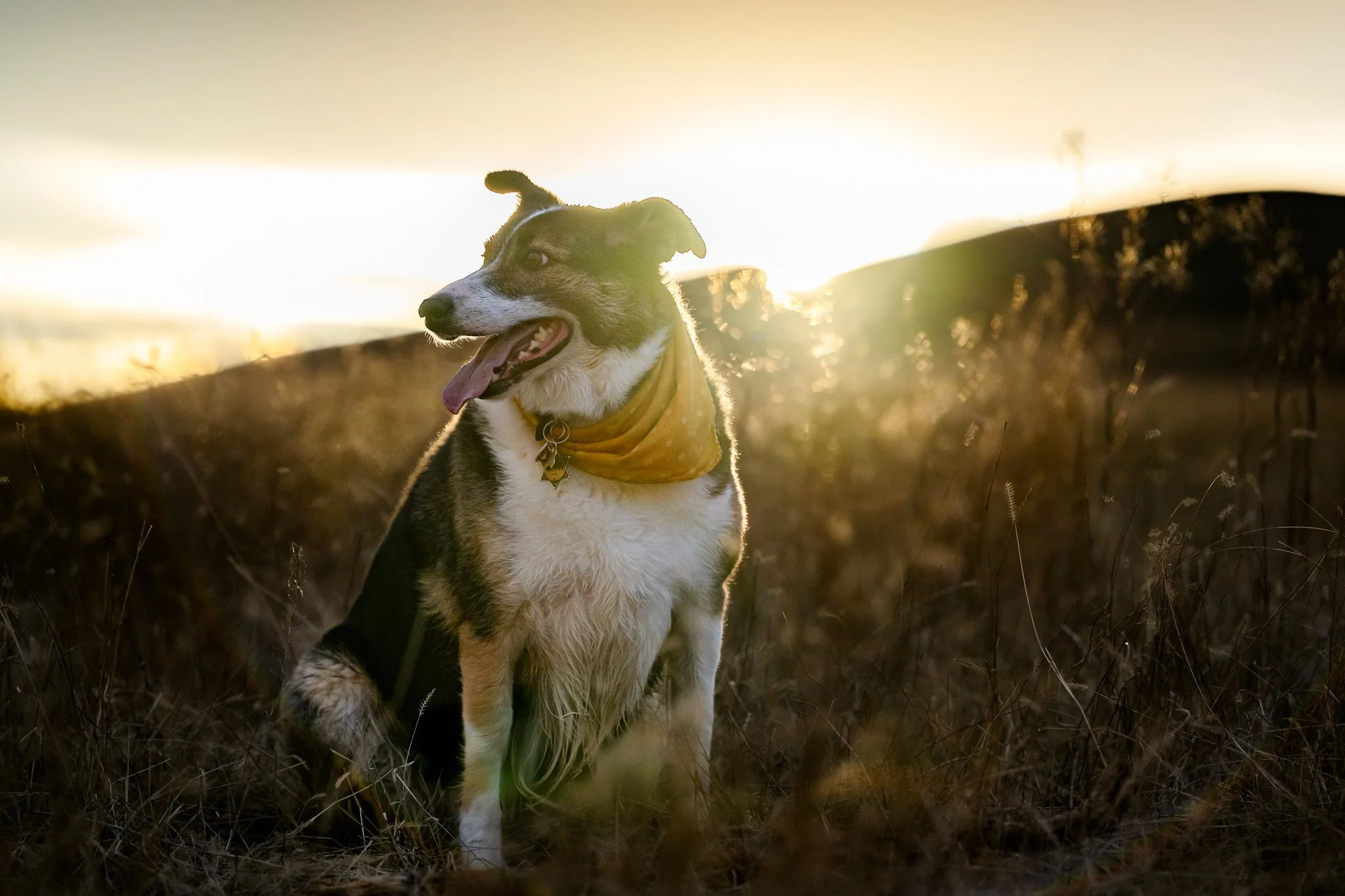 A happy dog with a yellow bandana sitting outdoors during sunset.