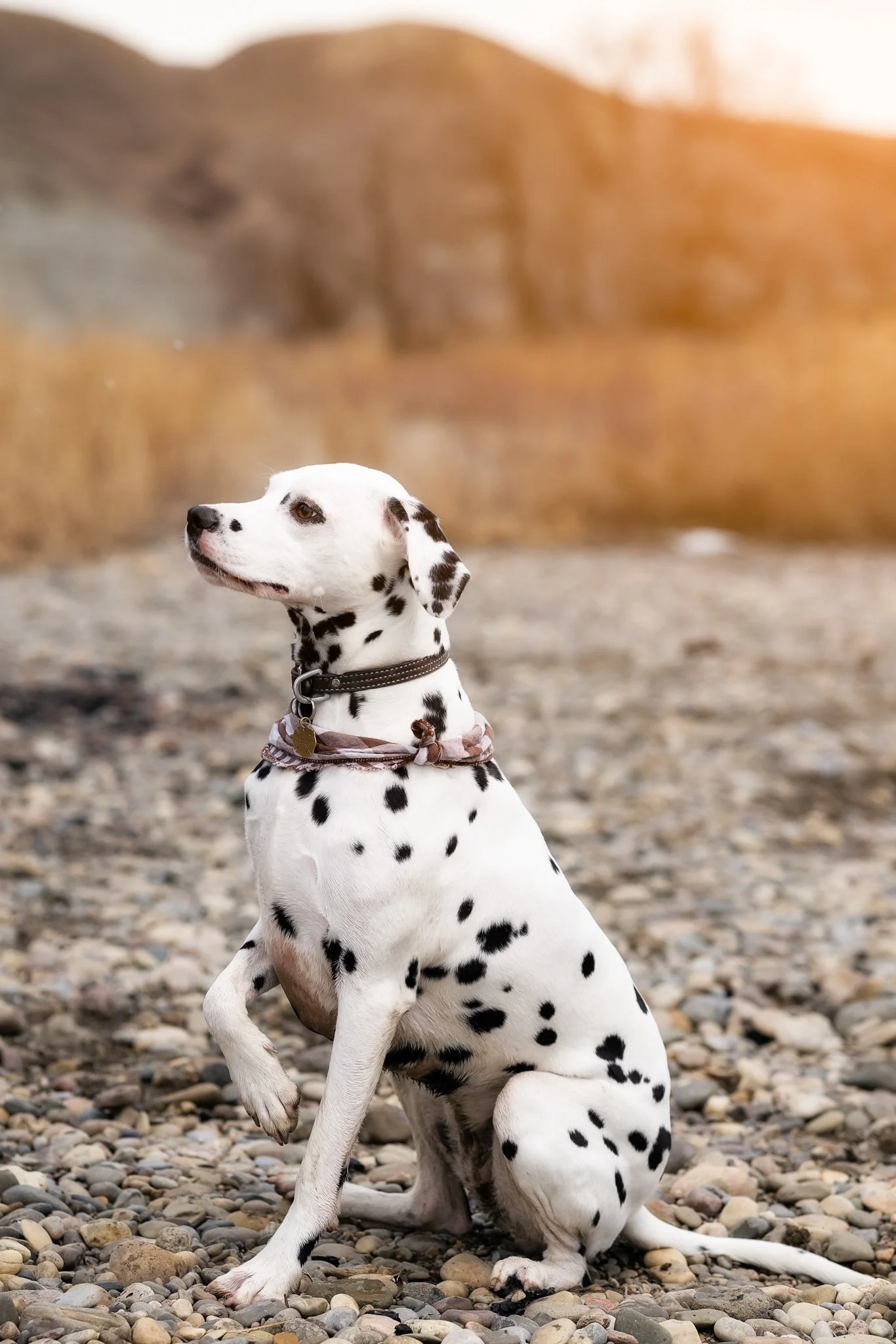 A Dalmatian dog sitting on a rocky beach with a blurred hillside in the background during sunset.