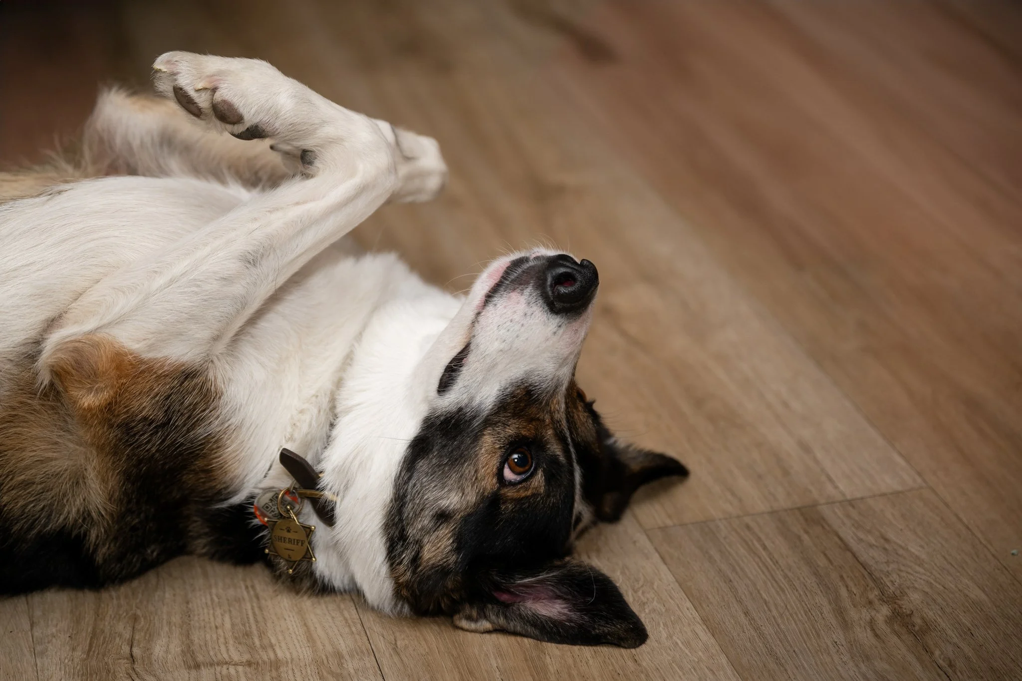 A dog lying on its side on a wooden floor, looking up with its head tilted back, one paw raised.
