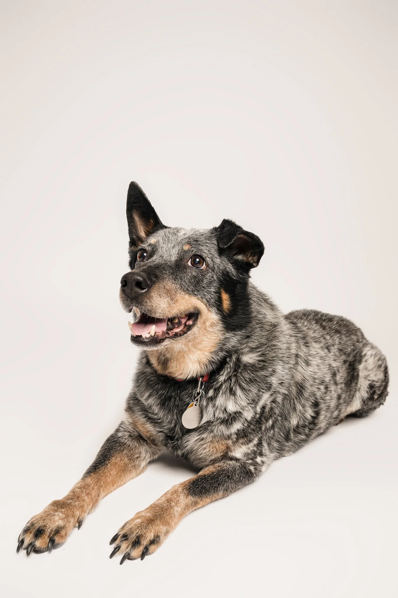 A mixed breed dog with a black and gray coat, one ear standing up, lying down on a white background, wearing a collar with a round tag, looking happy with its mouth open.