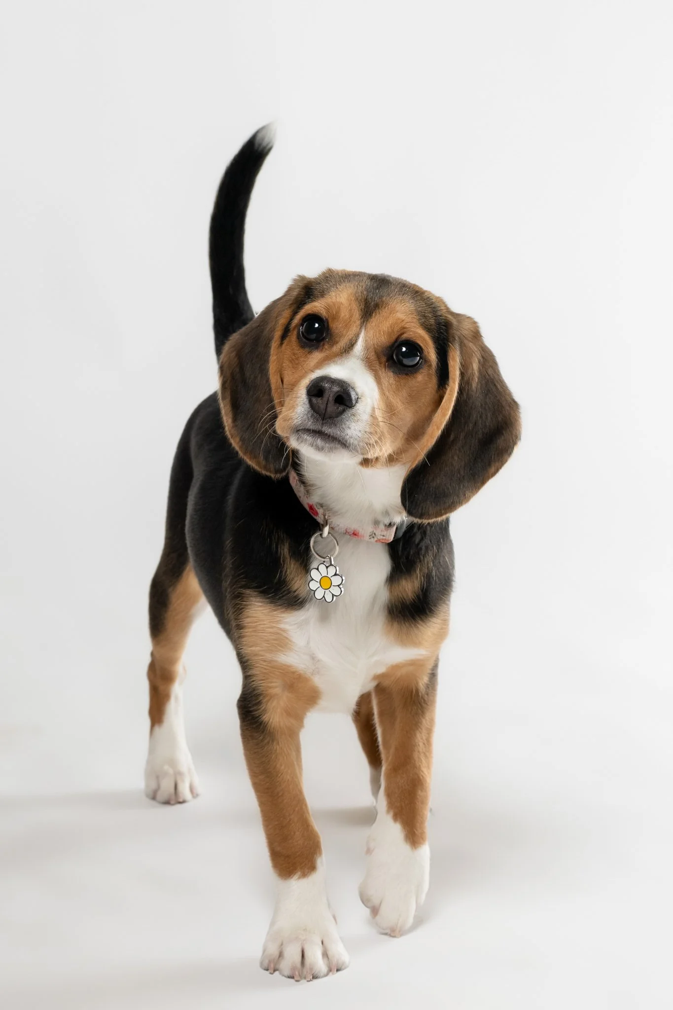 A cute Beagle puppy with brown, black, and white fur, wearing a red collar with a daisy-shaped tag, standing on a white background and looking at the camera.
