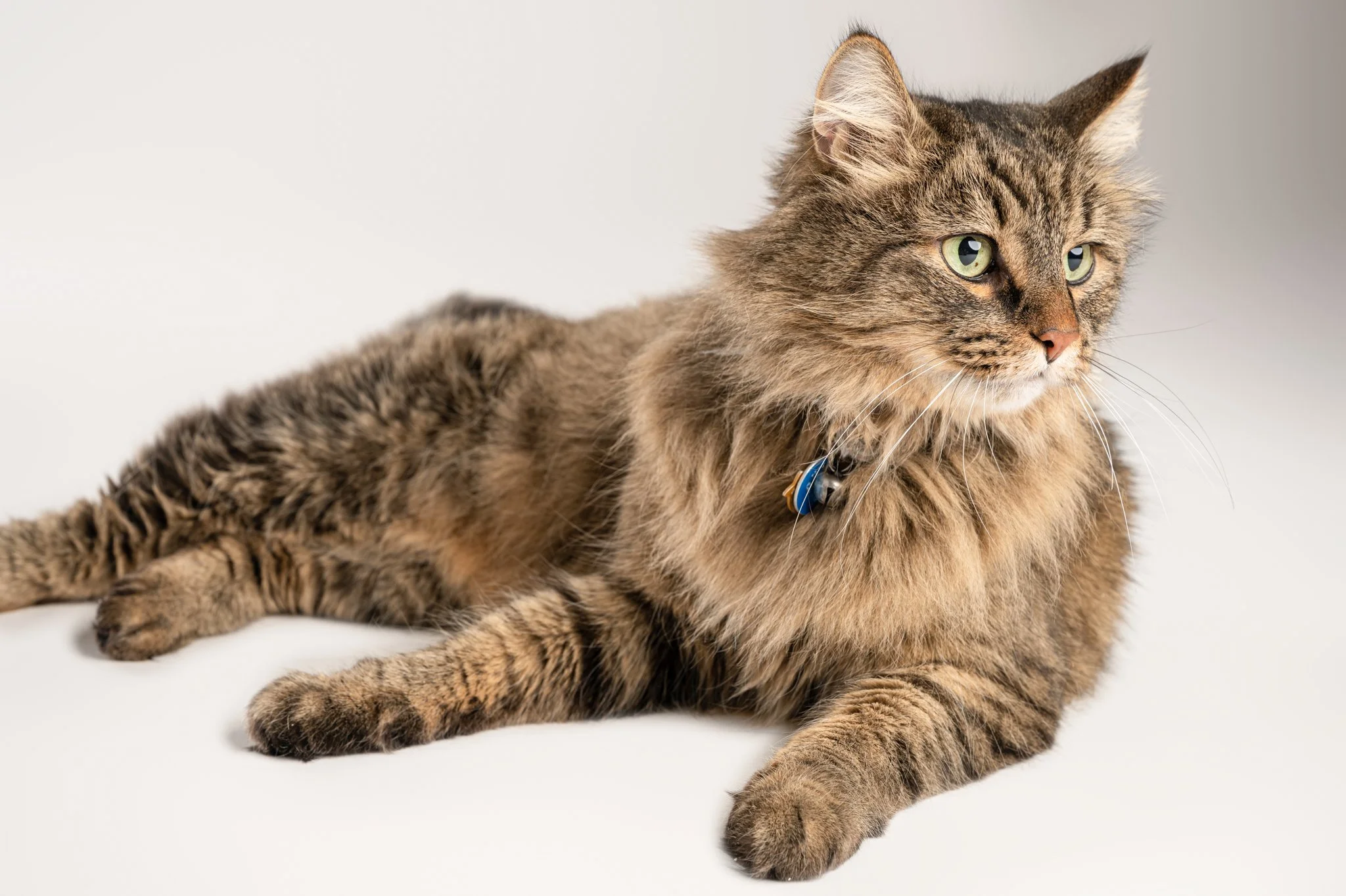 A long-haired tabby cat lying down, looking to the right with green eyes, wearing a collar with a tag, on a plain light background.