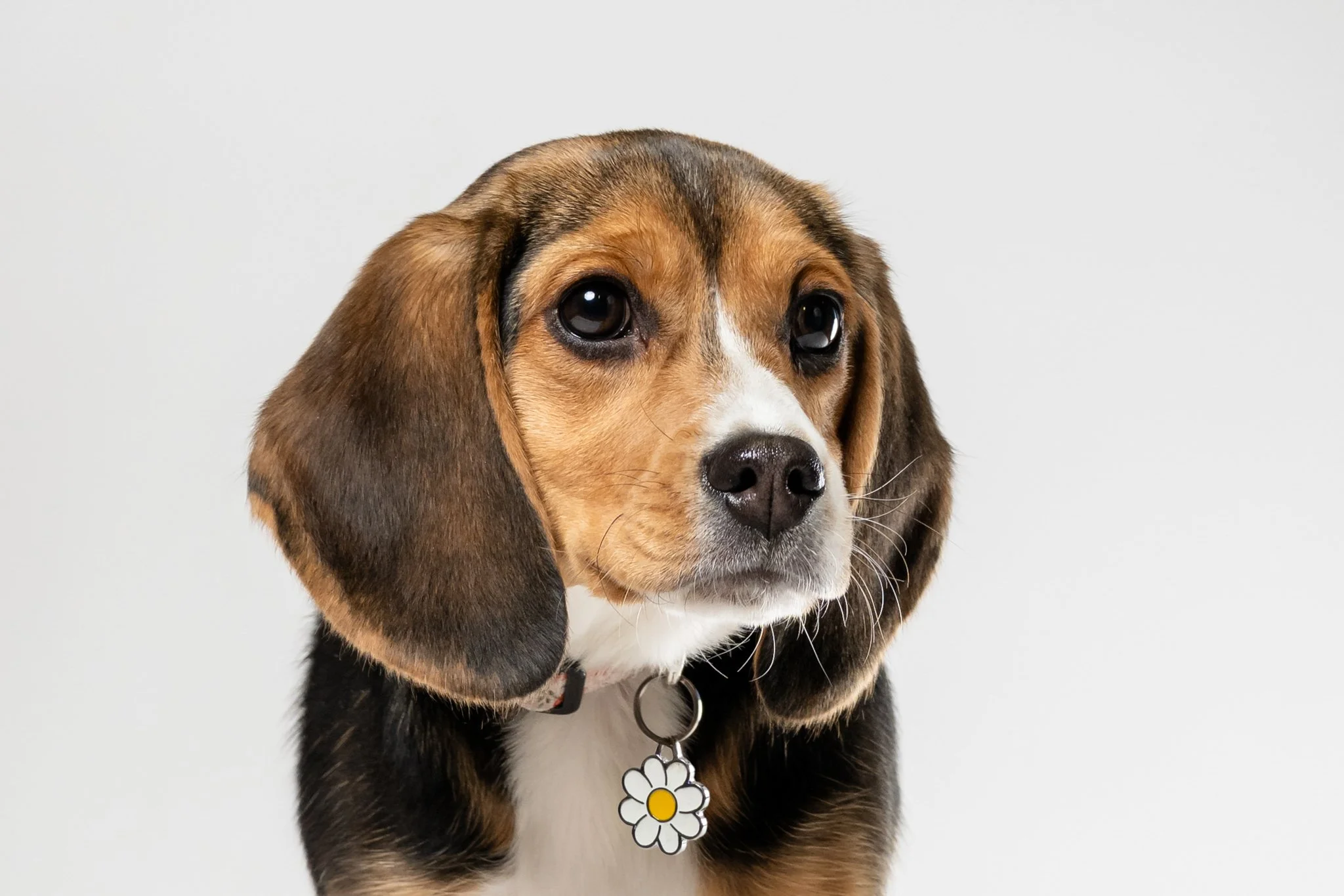 Close-up of a beagle puppy with brown, black, and white fur, wearing a collar with a daisy-shaped tag, against a plain white background.