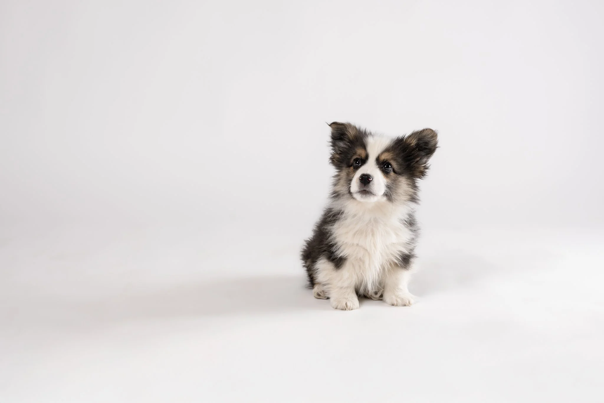 A small, fluffy puppy with black, white, and tan fur sitting on a white background.