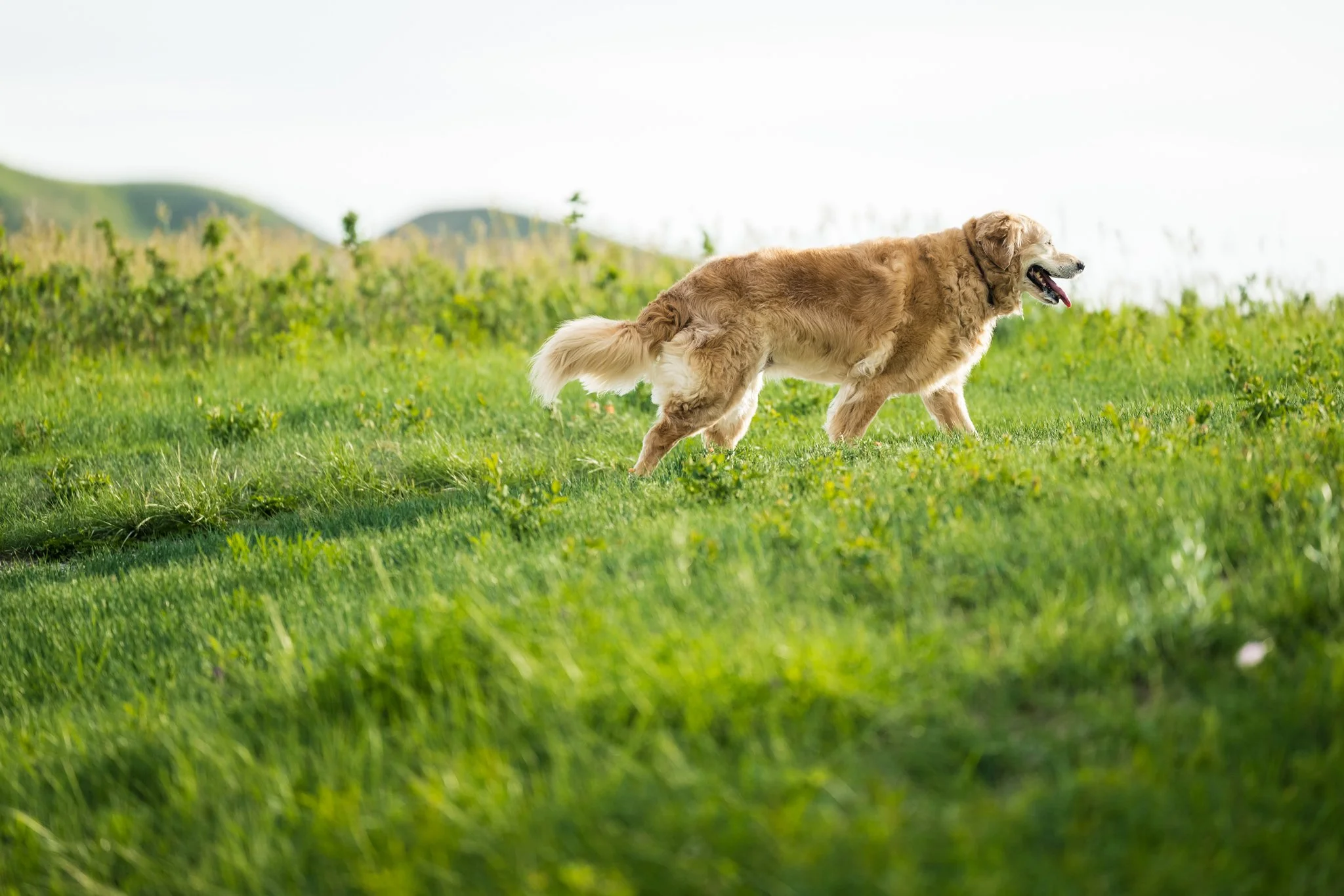 Golden retriever dog walking on grassy field with hills in the background.