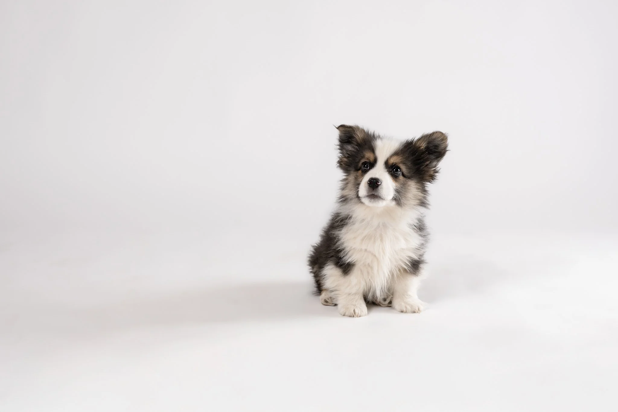 A small black, white, and gray puppy sitting on a plain white background, looking at the camera.