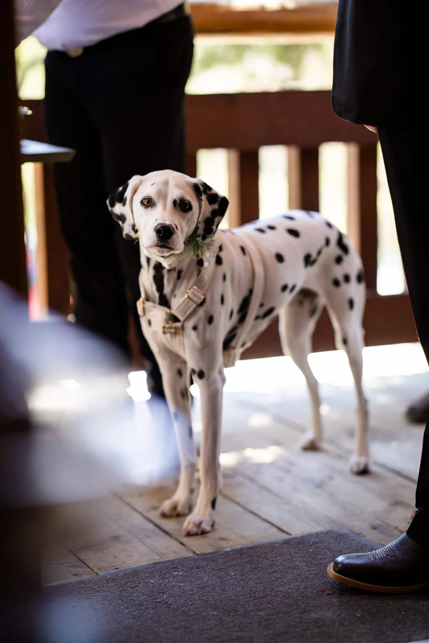 Dalmatian dog standing on wooden floor, surrounded by people dressed in formal attire.
