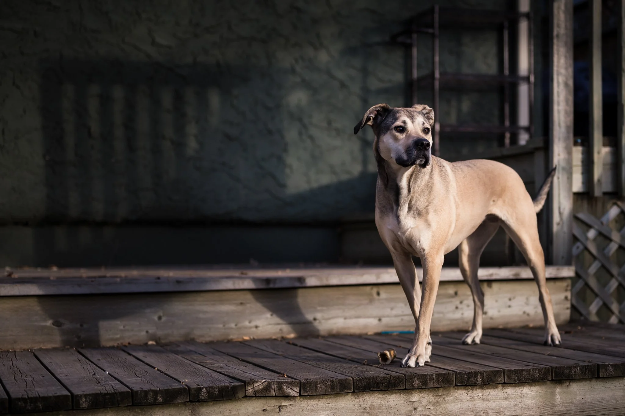 A tan and black dog standing on a wooden porch with a shadow cast on the wall behind it.