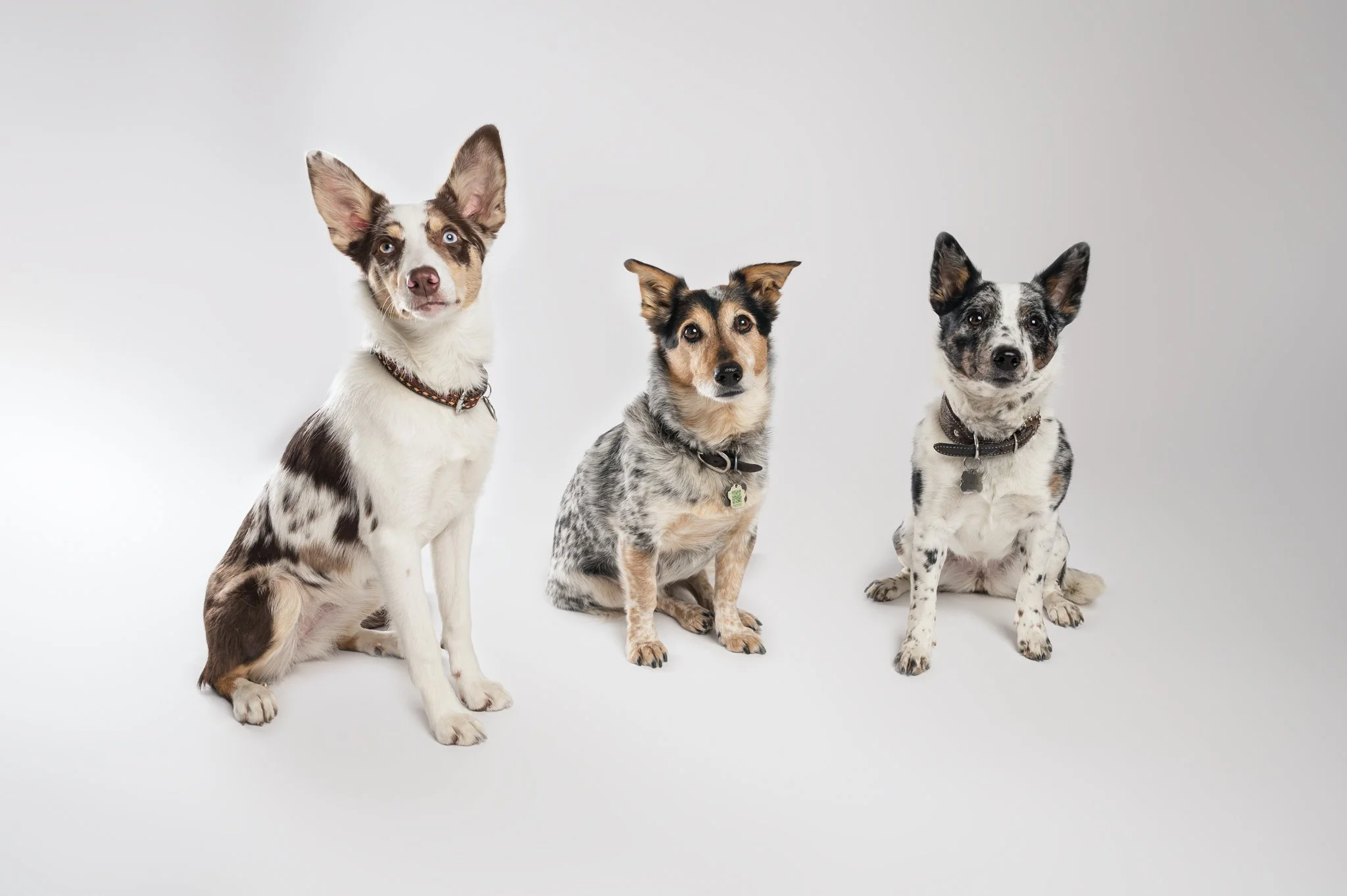 Three dogs sitting on a plain light gray background, looking at the camera.