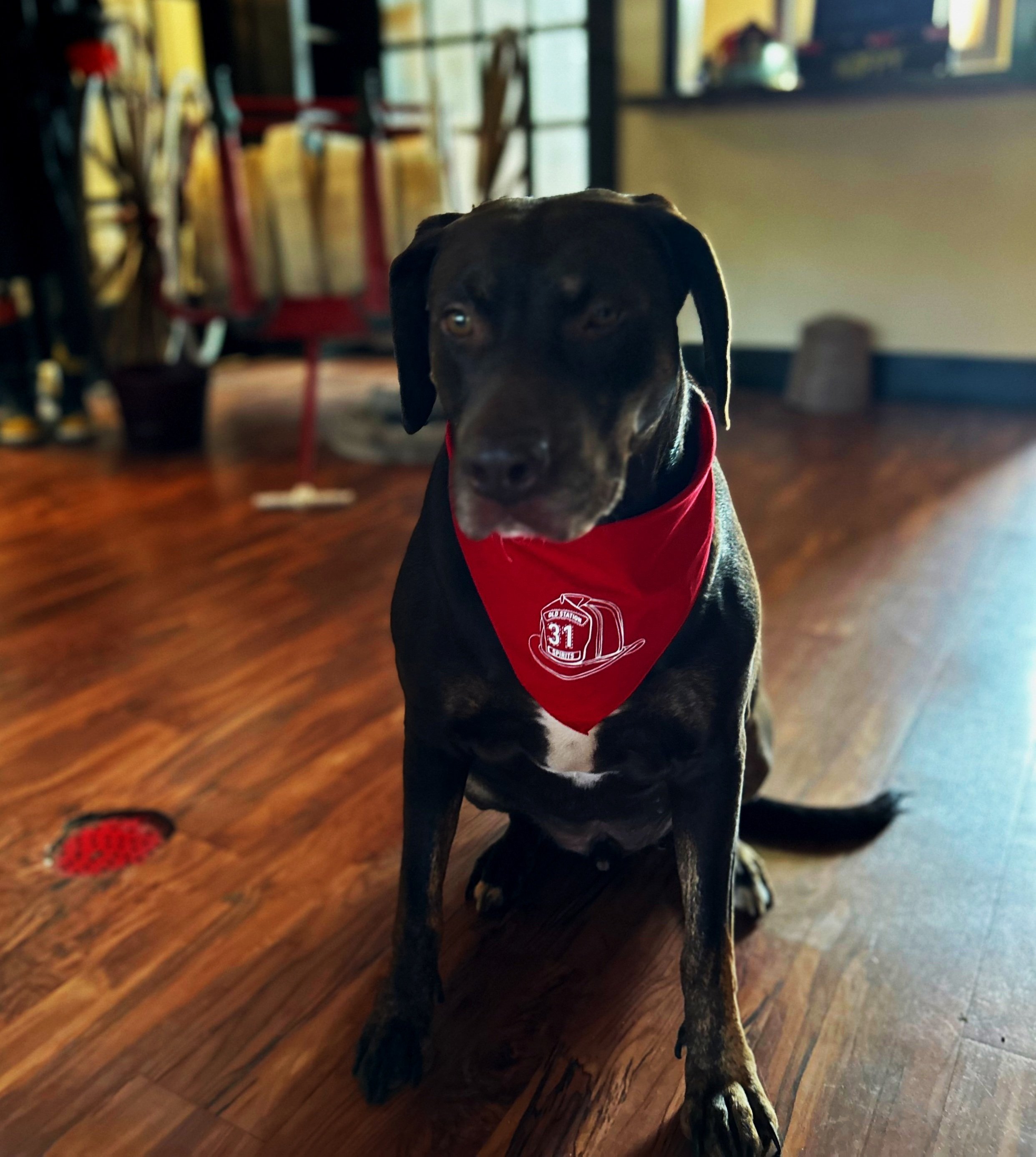 Dog Bandana