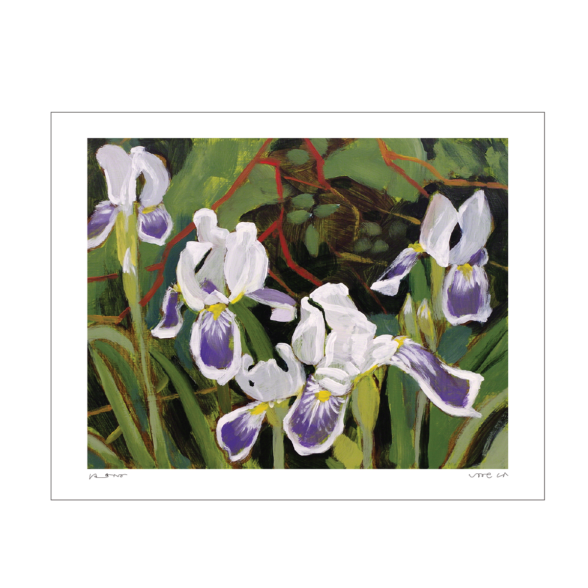 Irises - Limited Edition Print (Large)