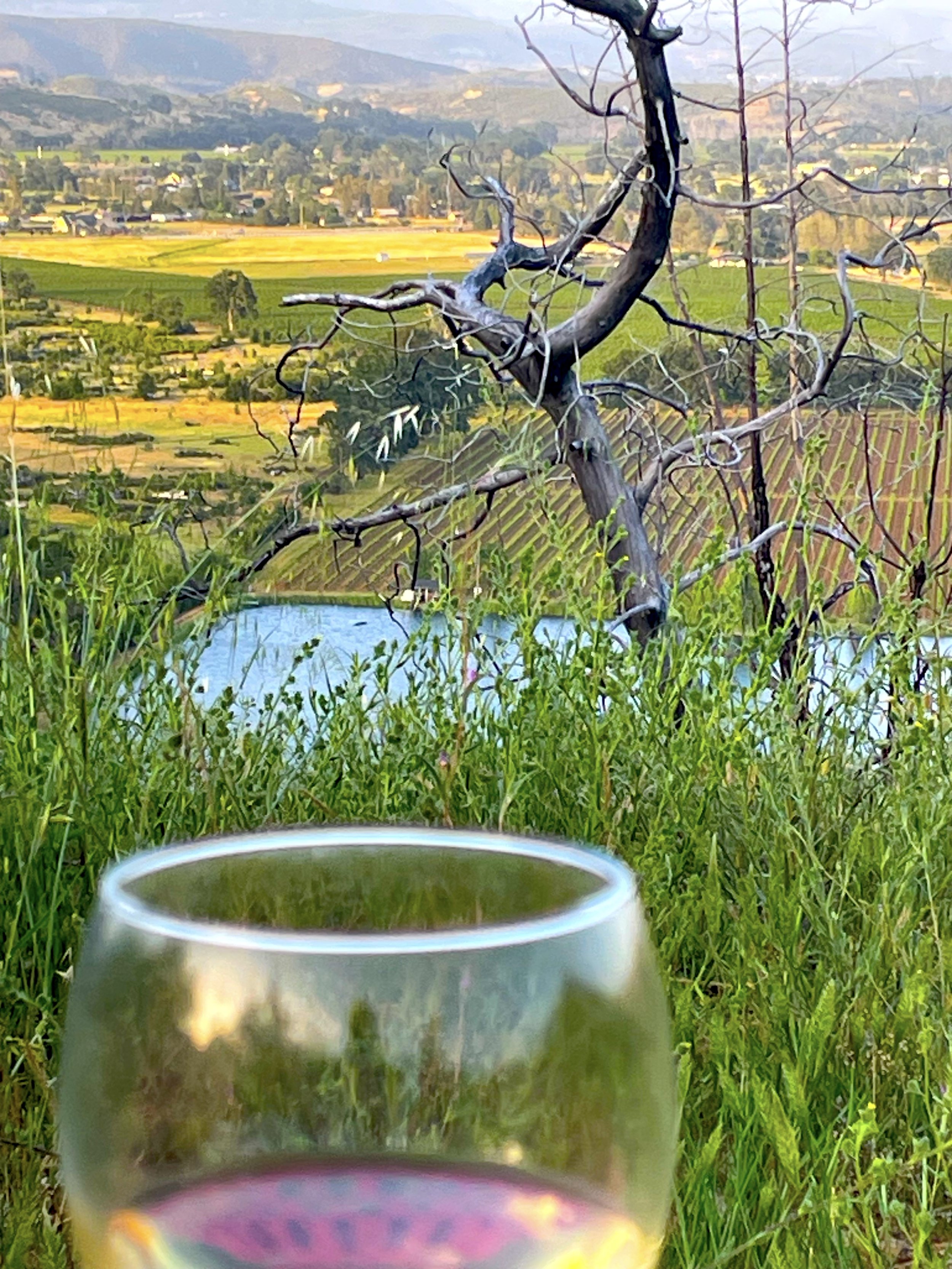wineglass1.jpg