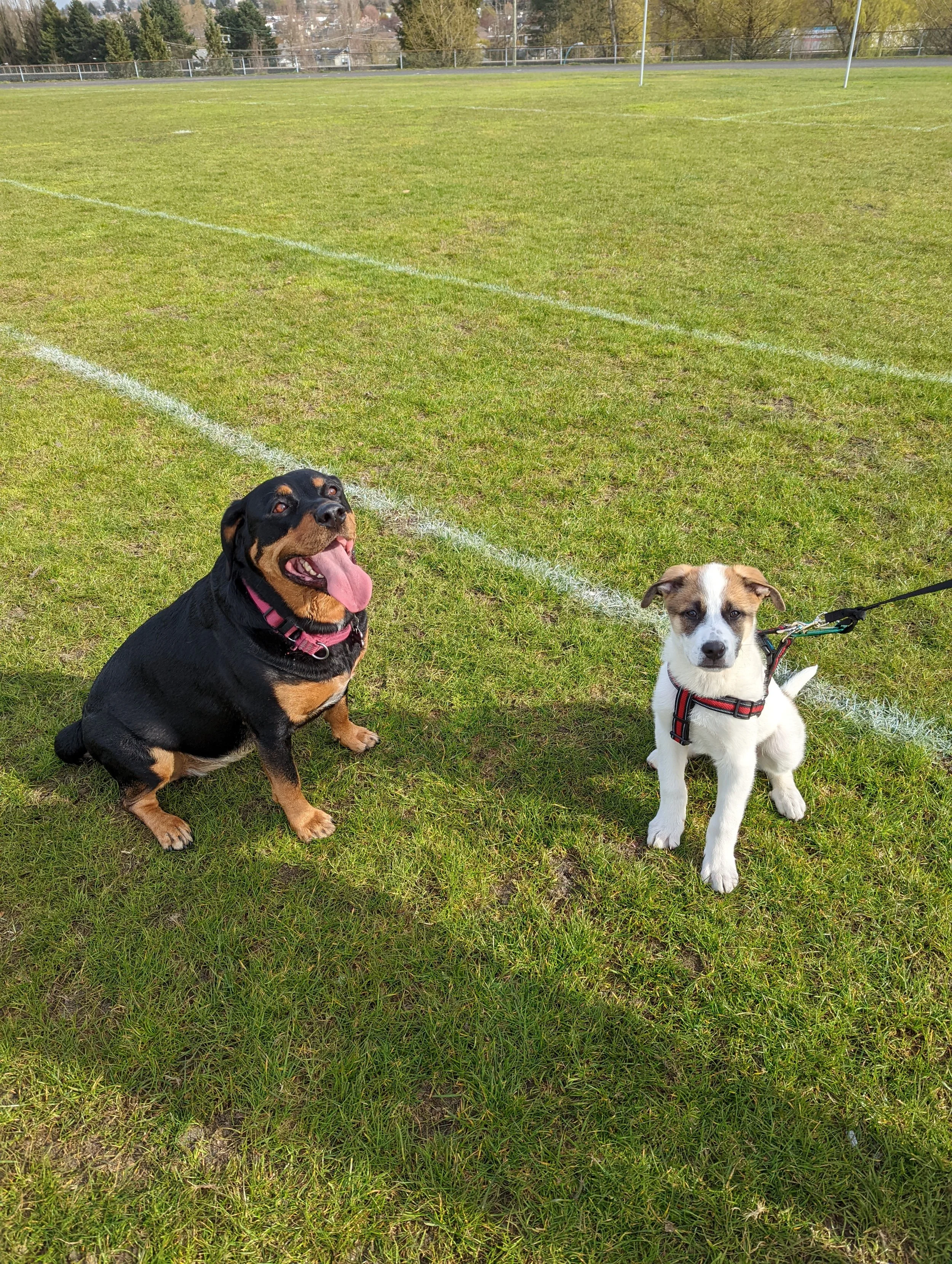A adult Rottweiler and a young puppy sitting calmly and at a distance from each other on a large green sports field, showing a controlled socialization environment.