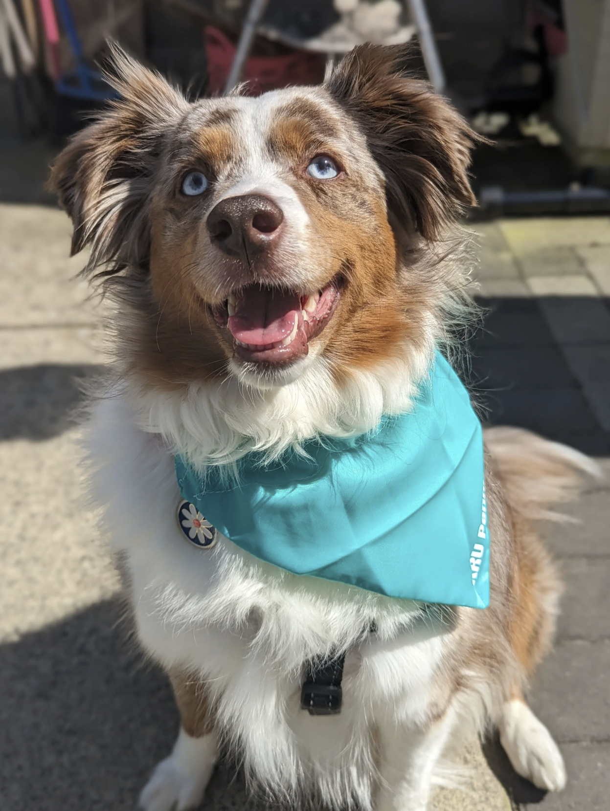 vancouver-reactive-mini-aussie-shepherd-solution.png