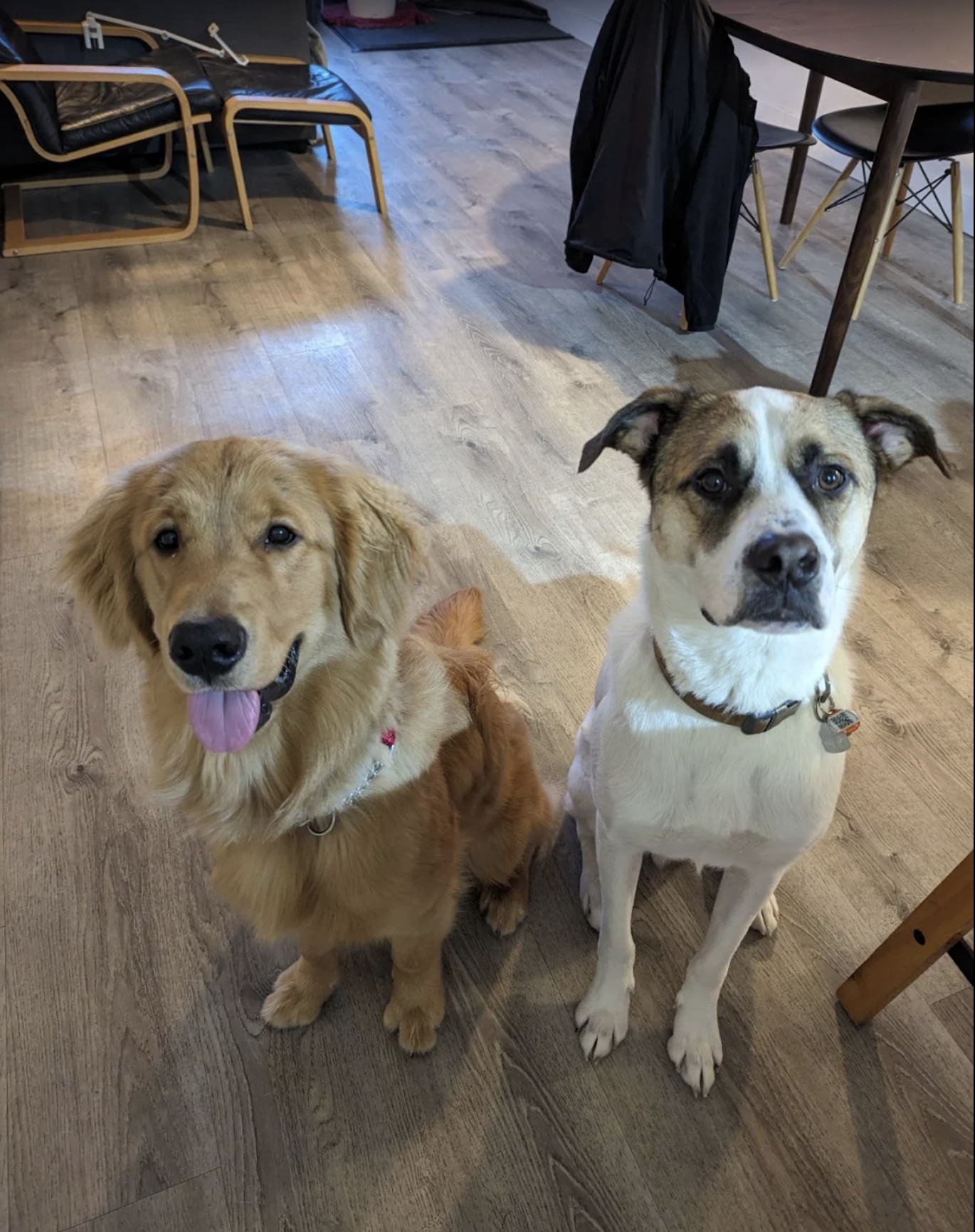 vancouver-golden-retriever-puppy-socialization-bowie.png