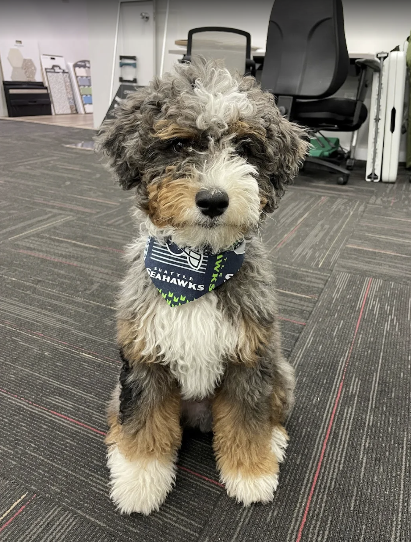 vancouver-bernedoodle-puppy-training-success-maverick.png