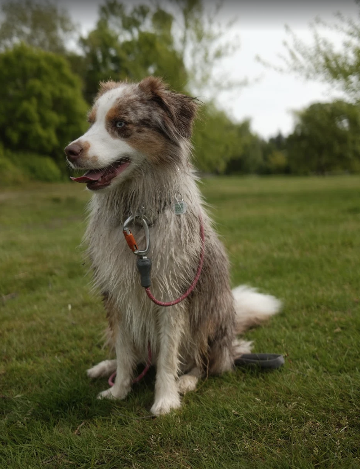 kru-dog-training-vancouver-mini-american-shepherd-taliyah.png