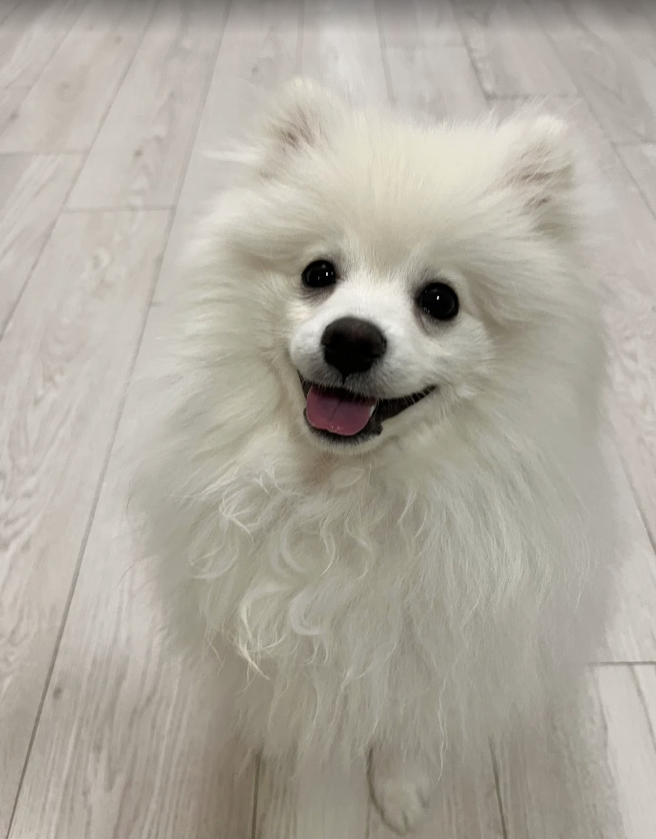 kru-dog-training-vancouver-puppy-obedience-pomsky.png