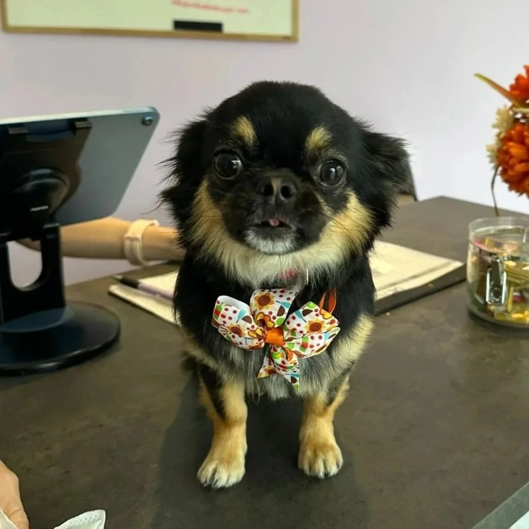 kru-dog-training-vancouver-chihuahua-puppy-calm.jpg