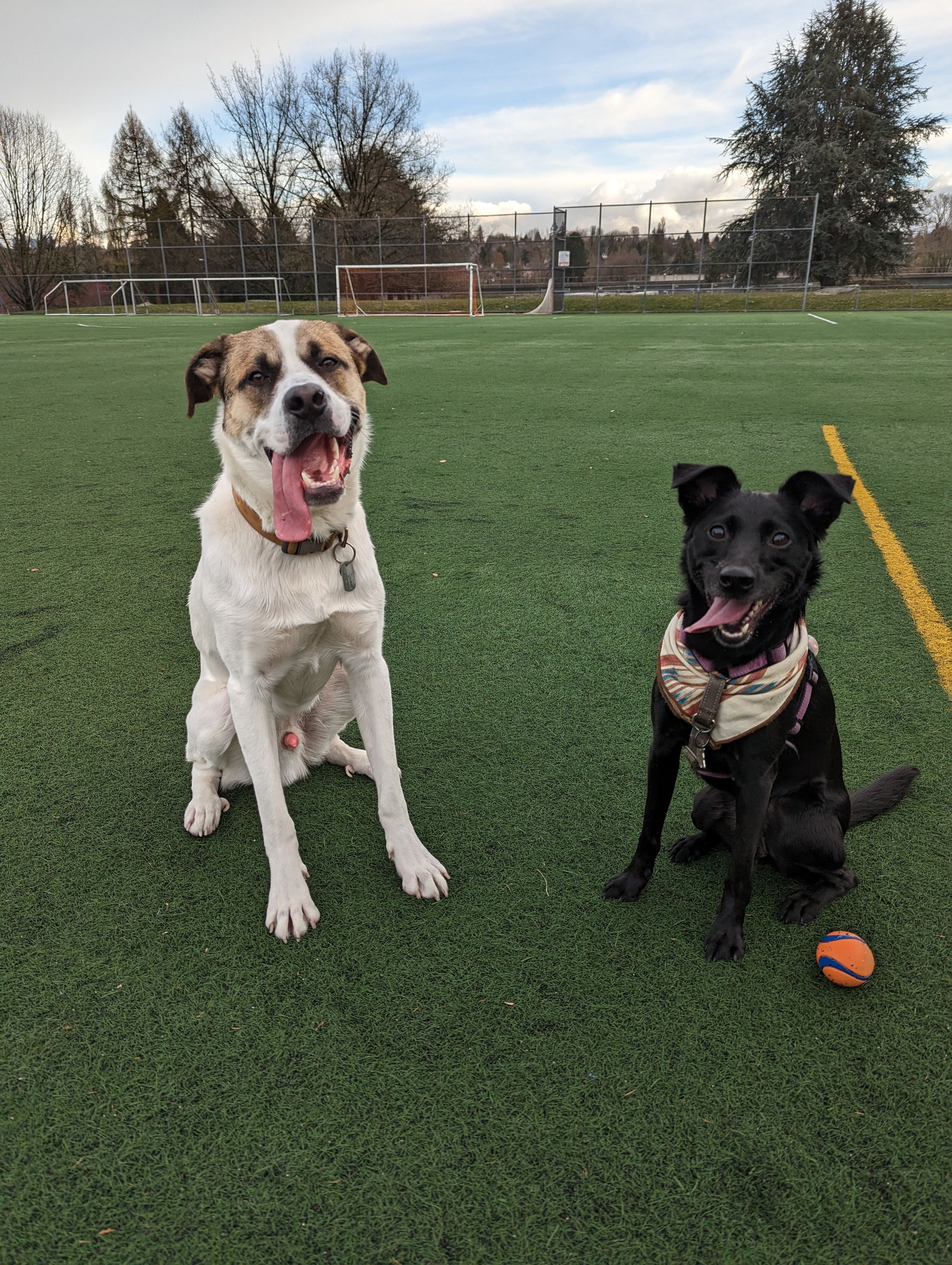 Two happy dogs sitting side by side on an artificial turf field, illustrating the benefit of choosing known, compatible play partners.