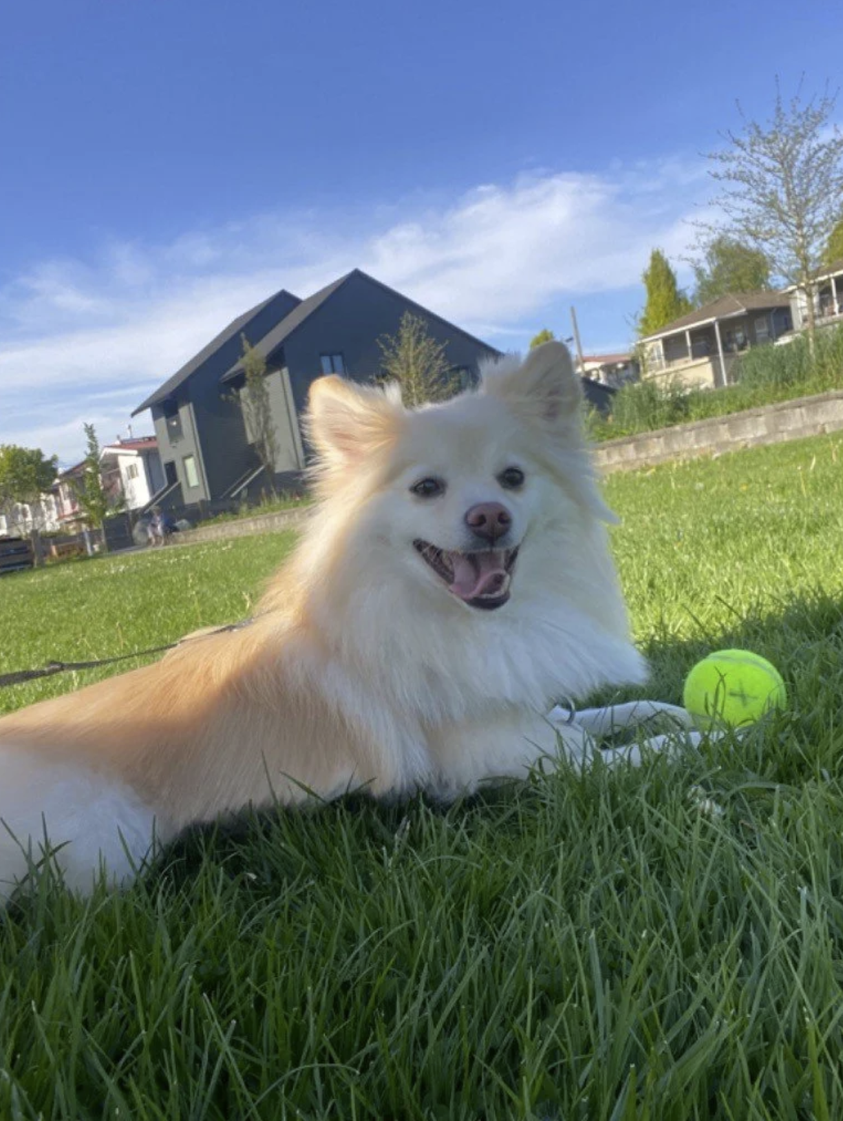 vancouver-pomsky-adult-dog-training-taro.png