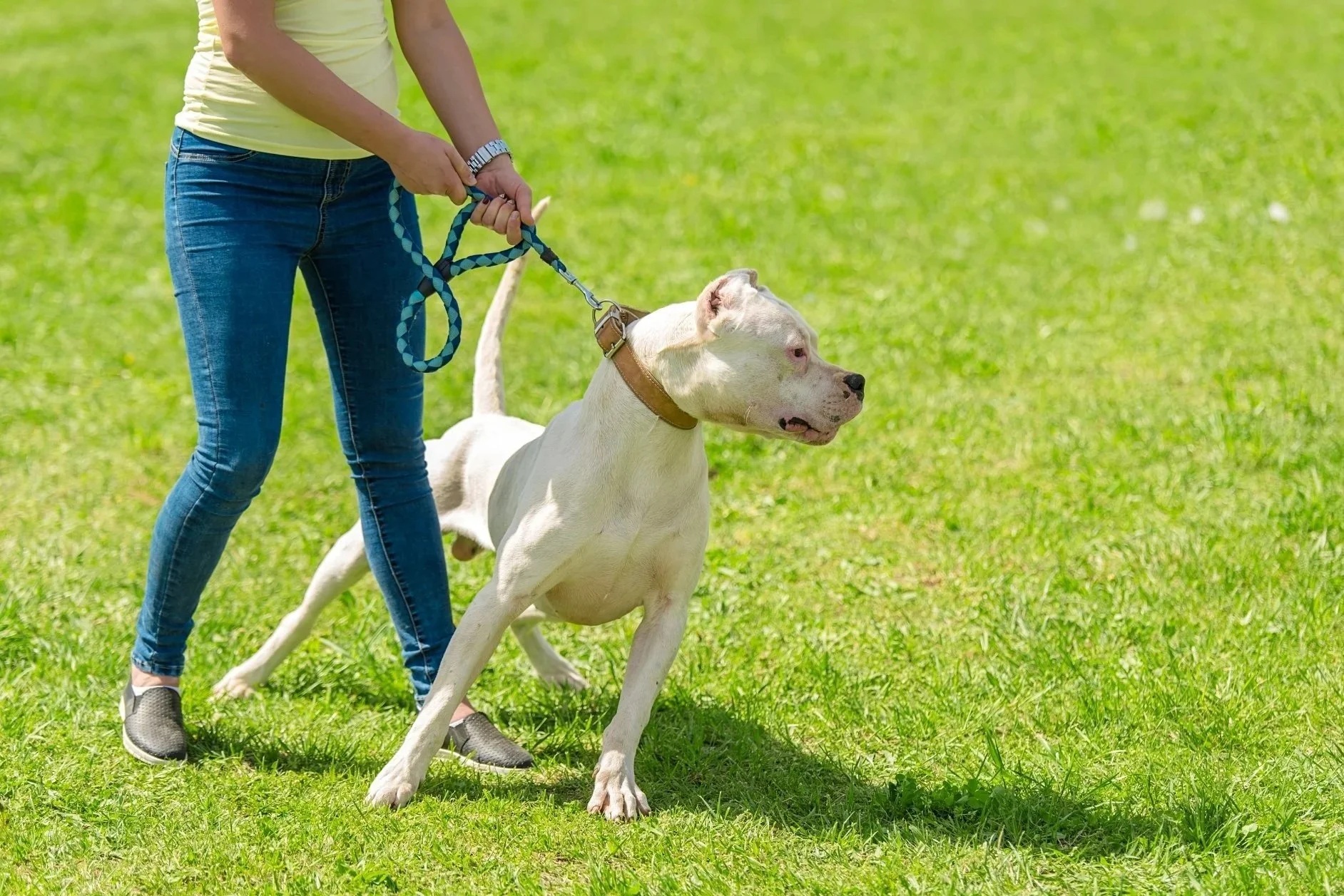 A large white dog pulling intensely on a leash in a grassy park, demonstrating over-arousal during a walk