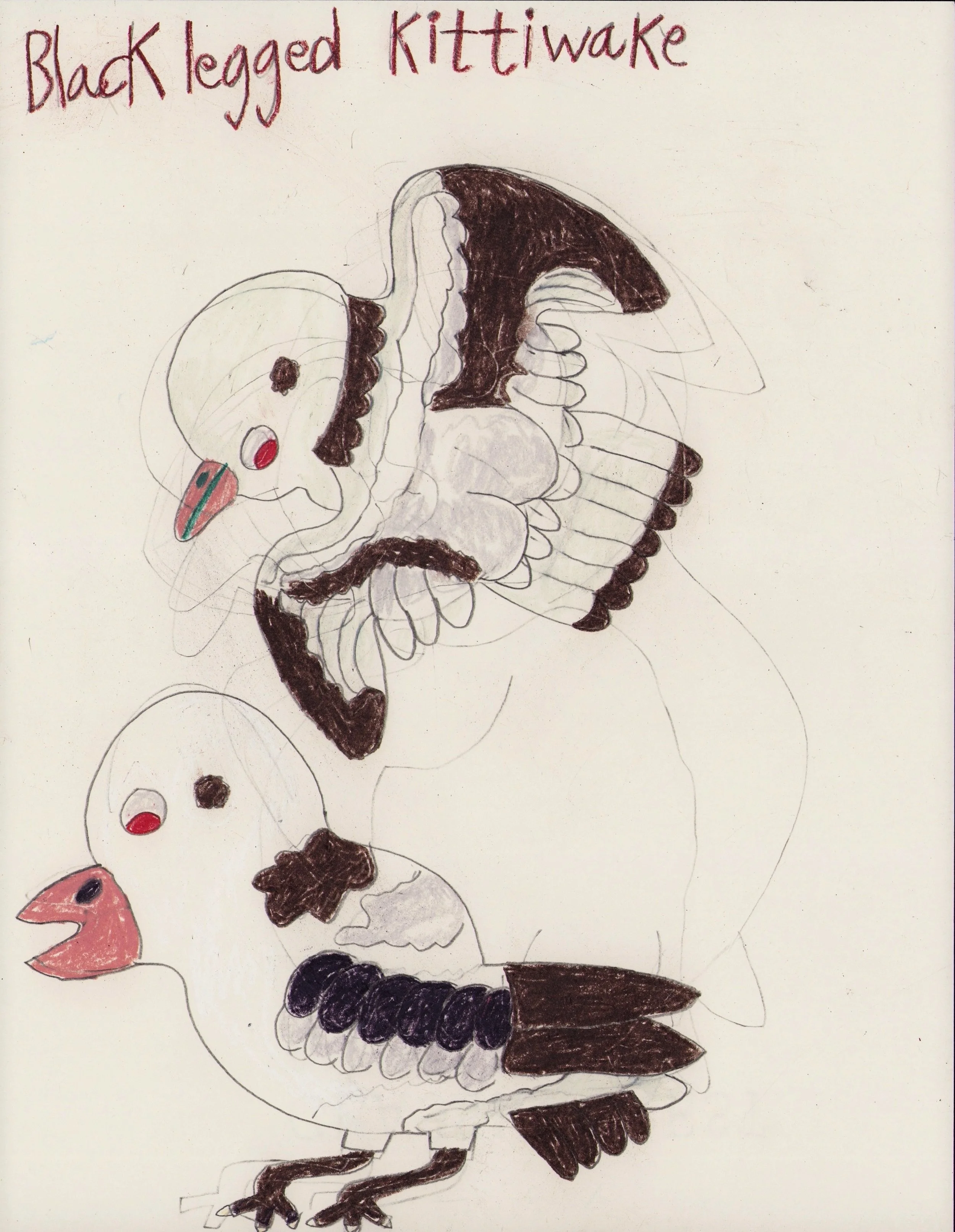 Black legged Kittiwake