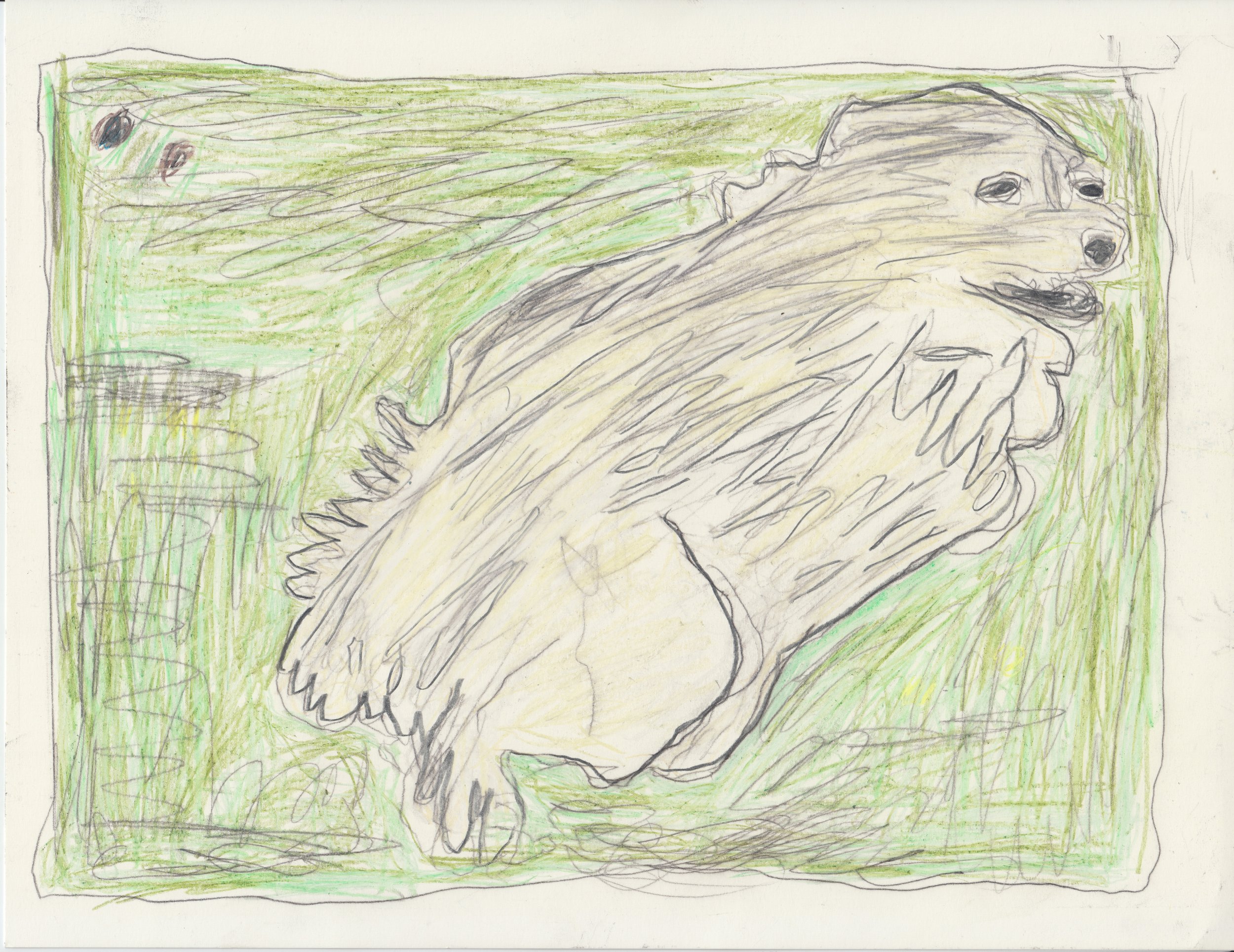 "A Running White Dog on Green Grass"