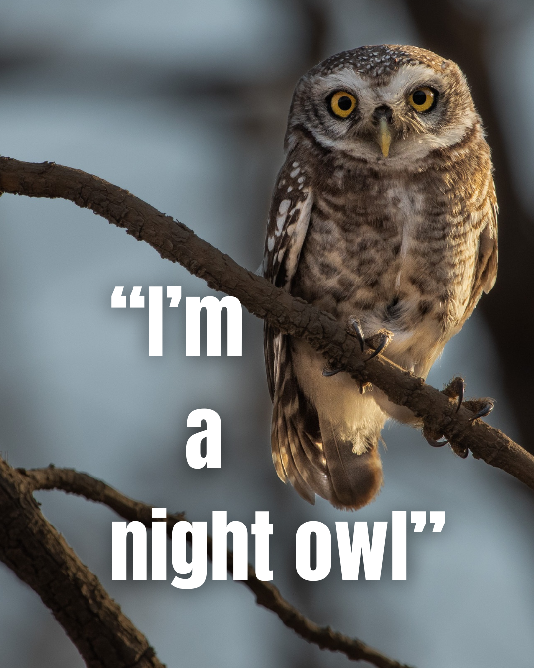 “I’m a night owl”