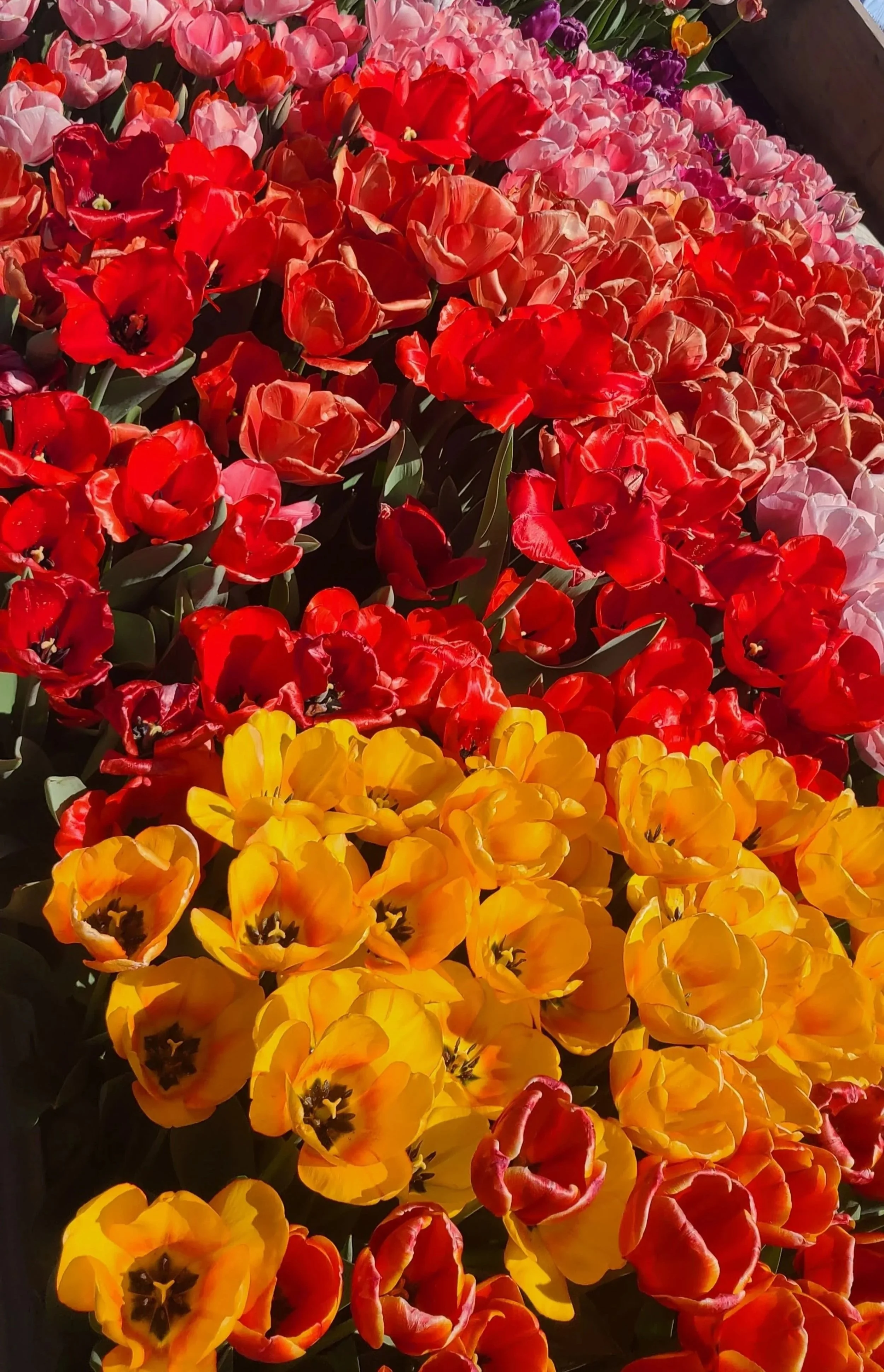 Fresh seasonal tulips grown at Epiphany Eight Farms, a cut flower farm in Southern Maryland