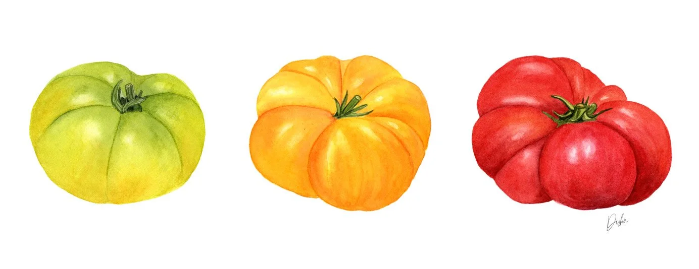 Heirloom Tomatoes Illustration