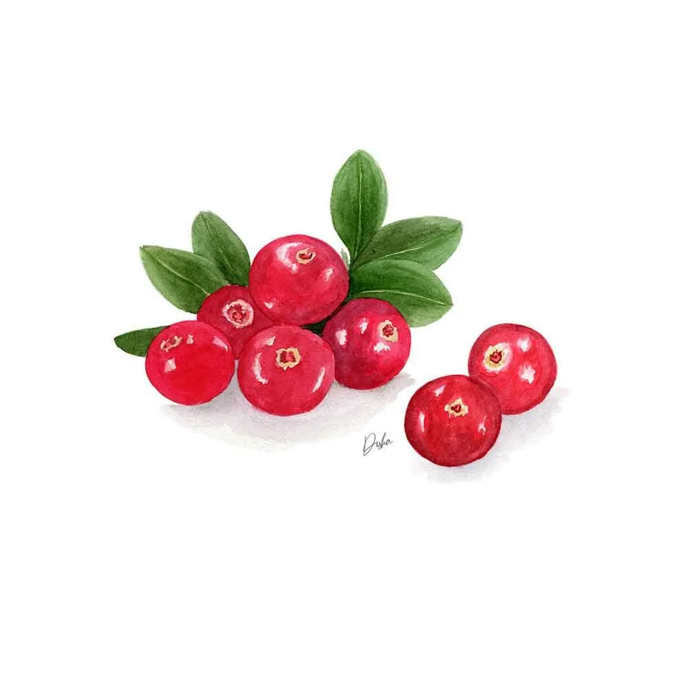 Cranberries Illustration