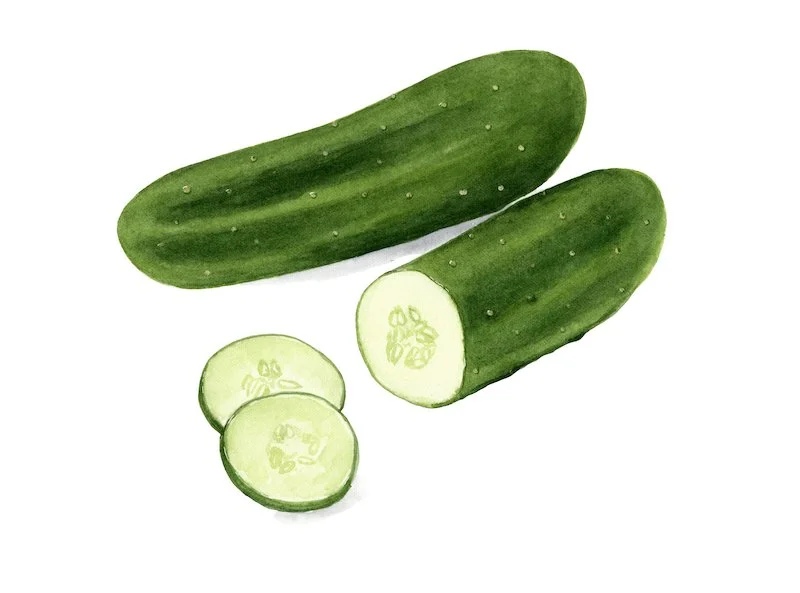 Cucumber Illustration