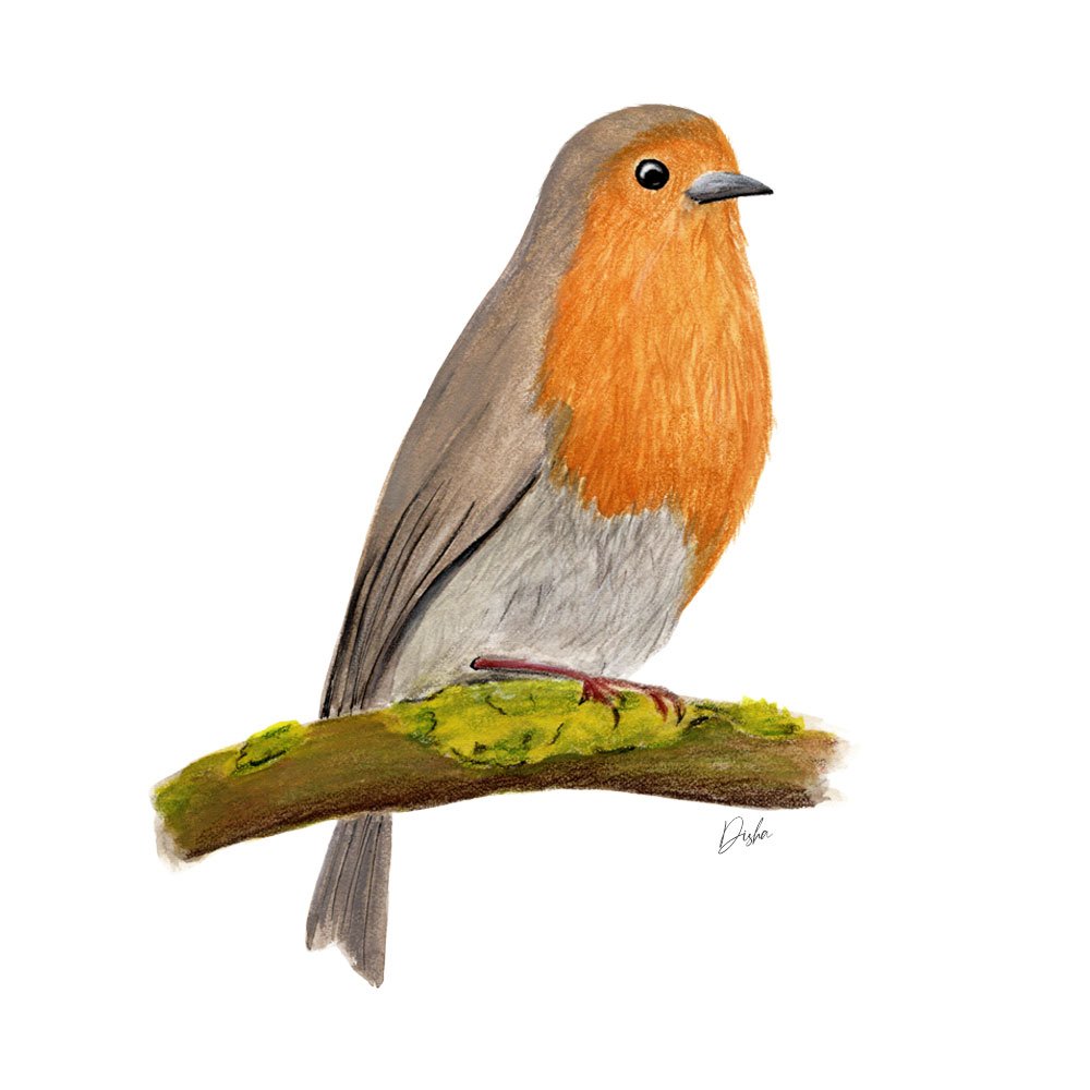 Robin Bird illustration
