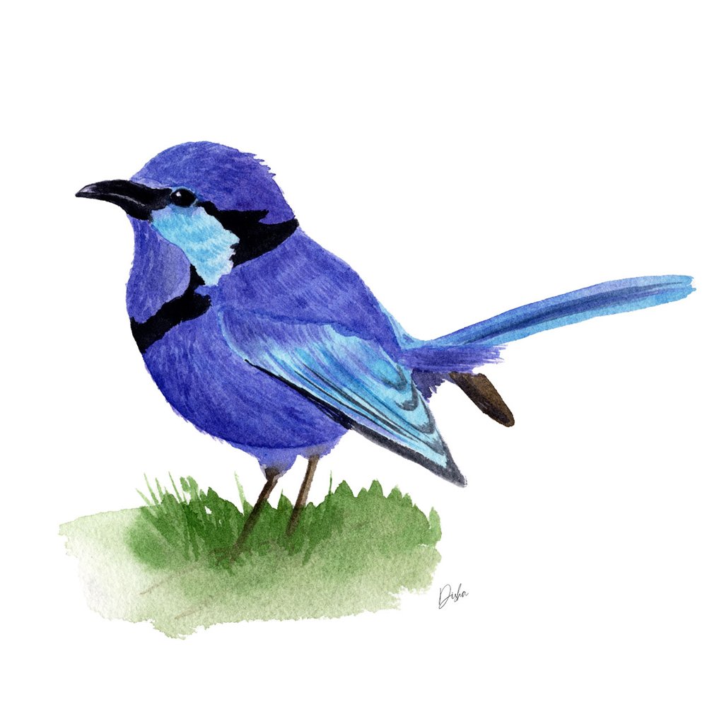 Blue Wren Bird