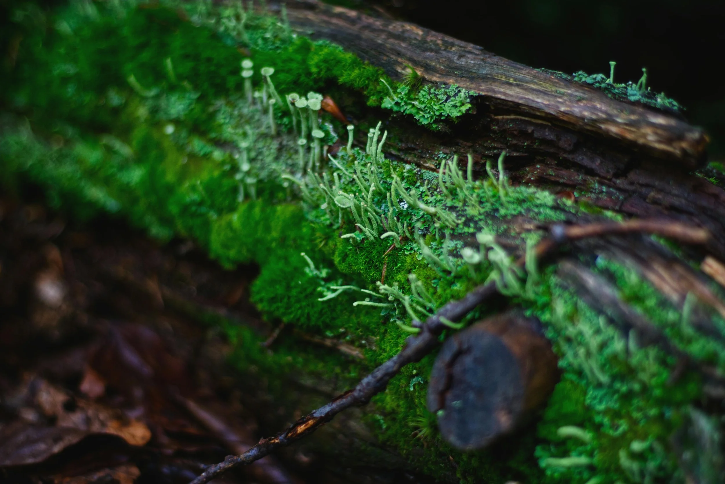 Close-up of moist moss, tiny fungi, and a fallen log in a forest.