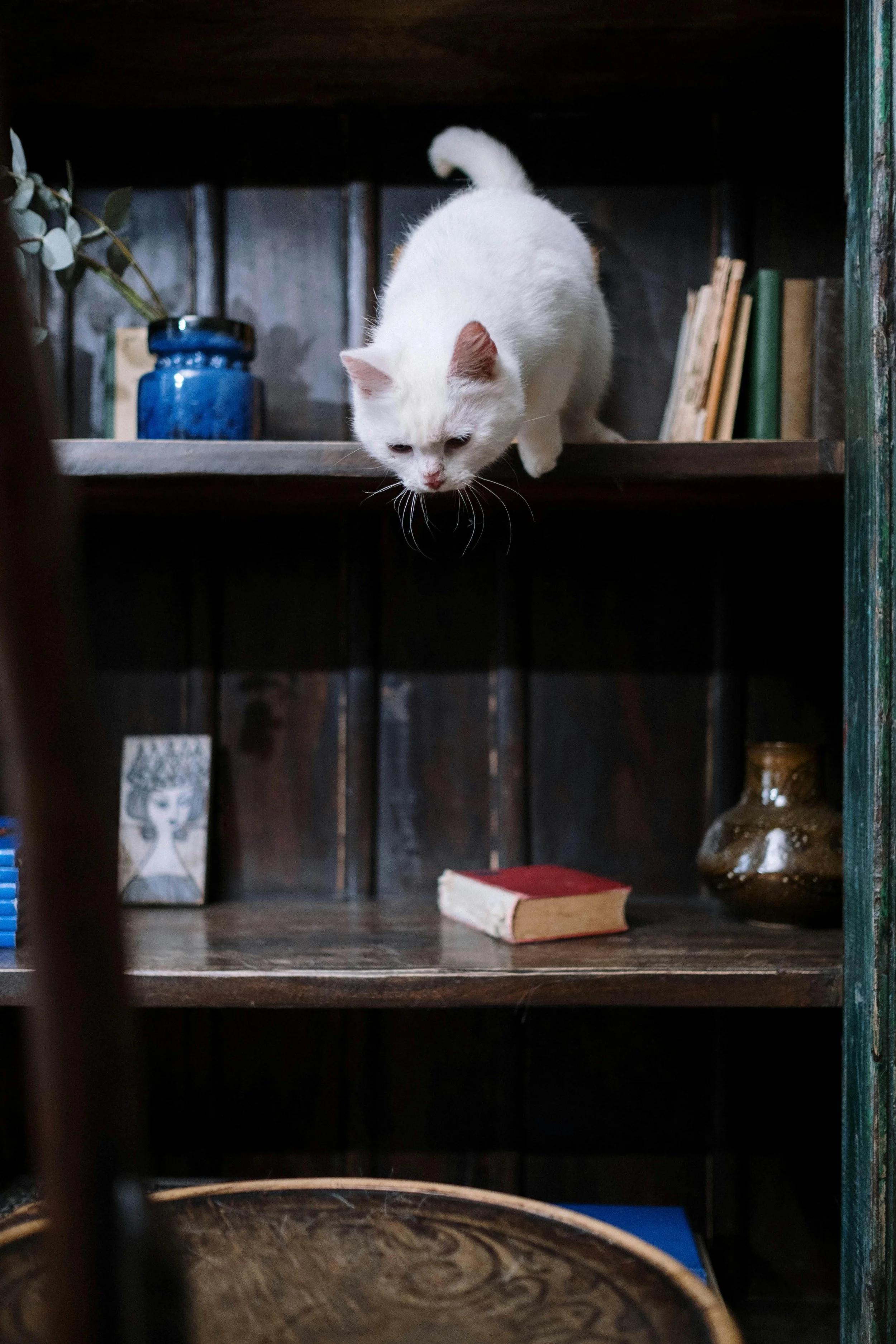 A white cat with pink ears and a curled tail cautiously emerges from behind a dark wooden shelf, with a red and white book, a blue vase with green leaves, and other decorative items on the shelves.