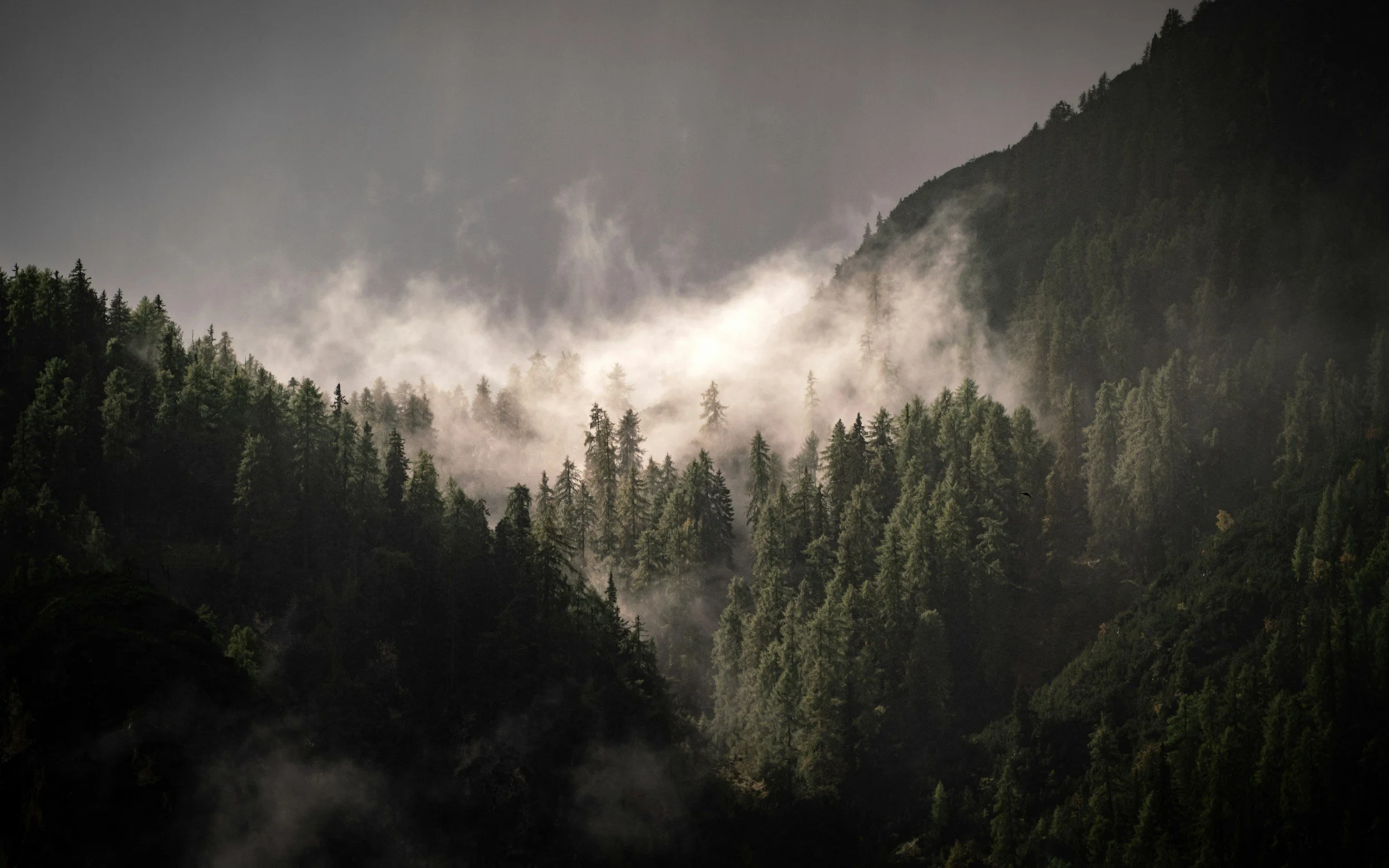 Dense forest with tall trees on mountainous terrain, fog or low clouds creating a misty atmosphere.