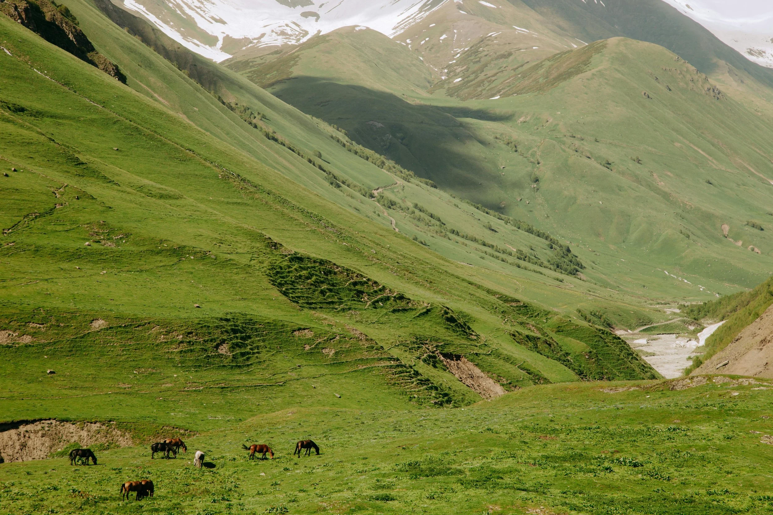 Green rolling hills with a few horses grazing in the foreground and snow-capped mountains in the background.