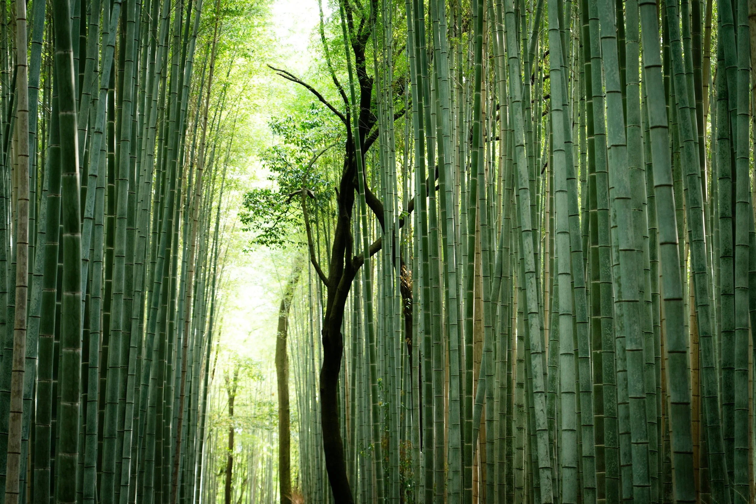 A dense bamboo forest with tall, green bamboo stalks on either side and a pathway leading into the sunlight in the background.
